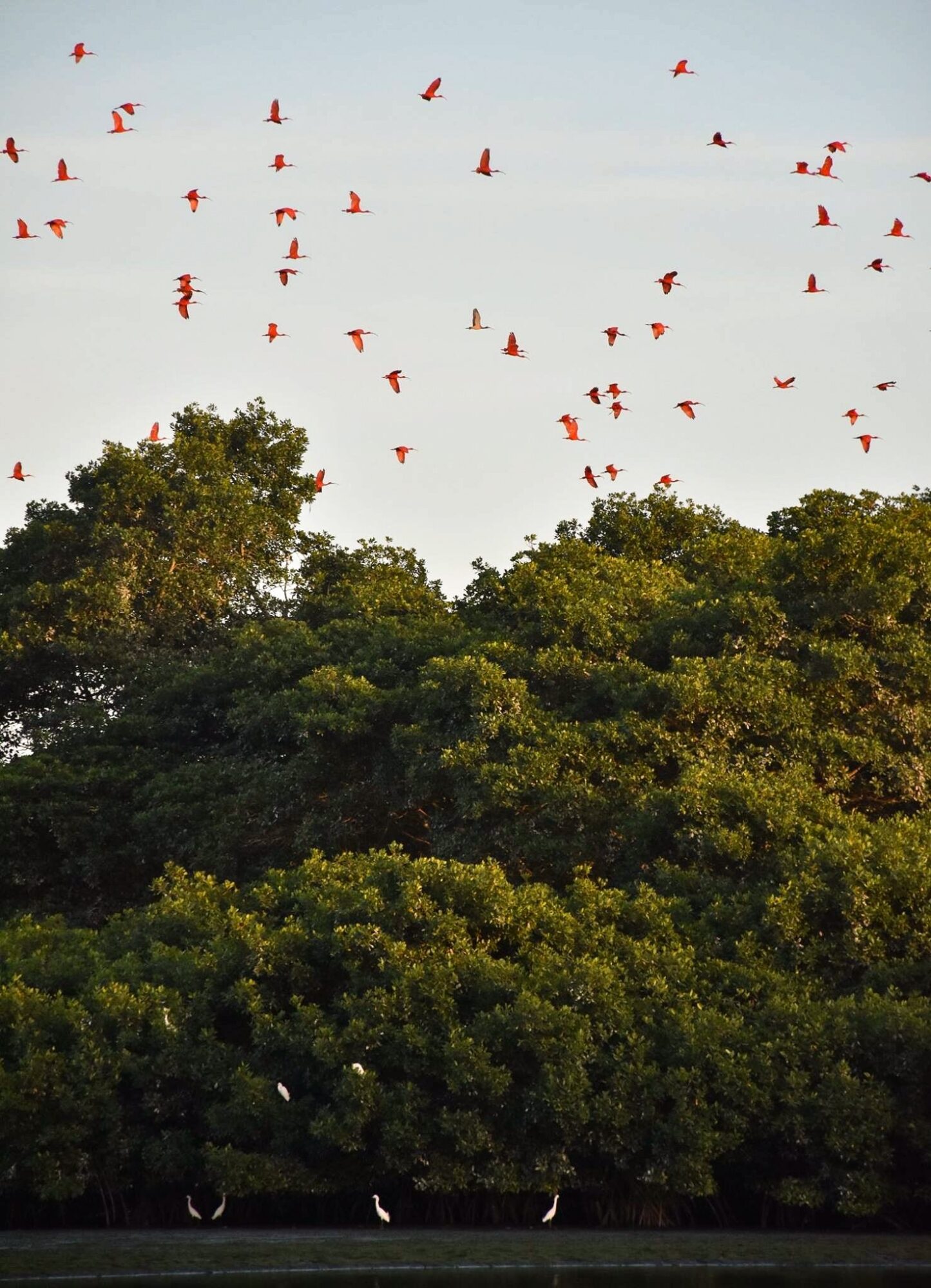 Birds flying in the sky above a dense green treetop, with a clear sky background.