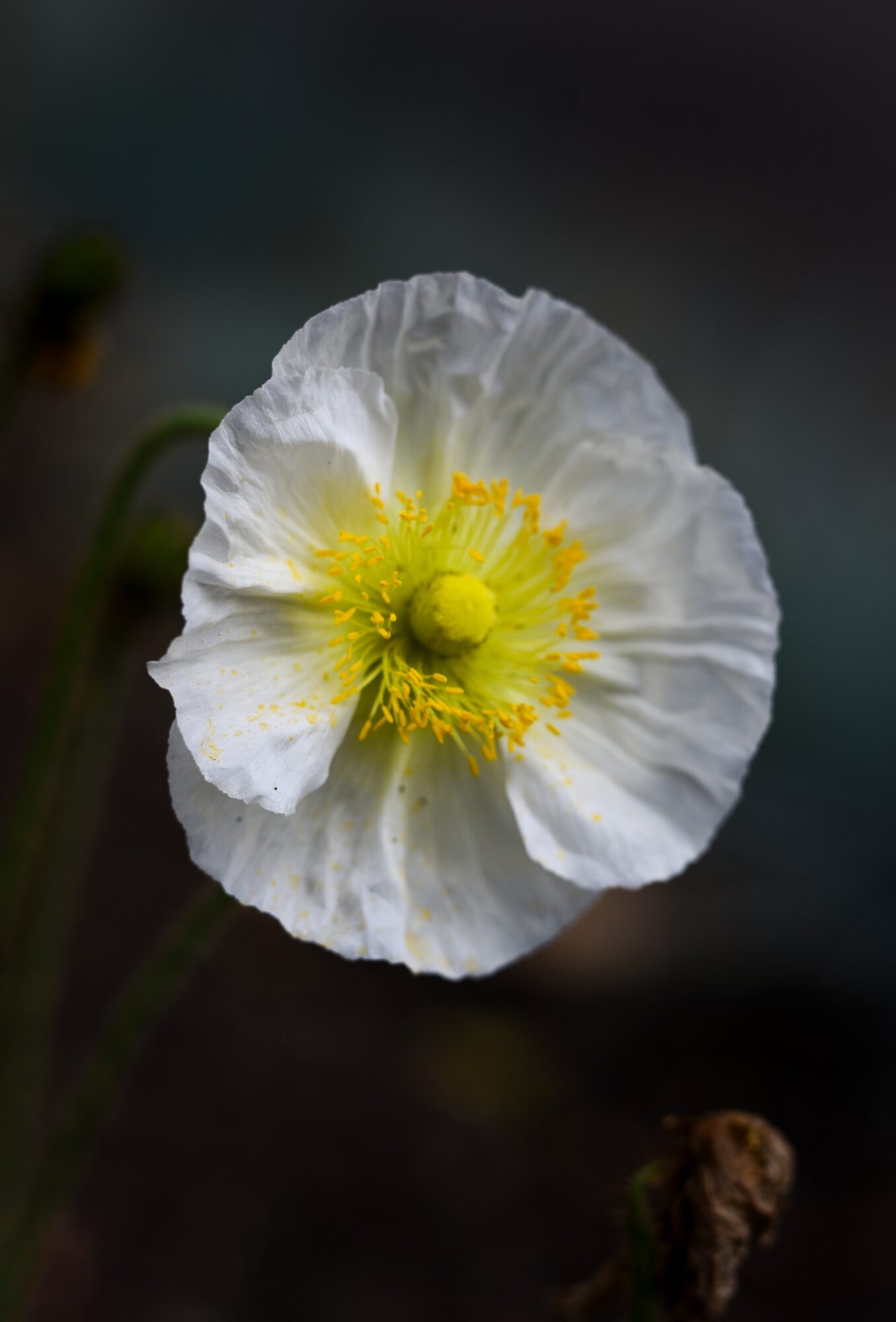 White flower with yellow center and green pistil, dark background, close-up view.