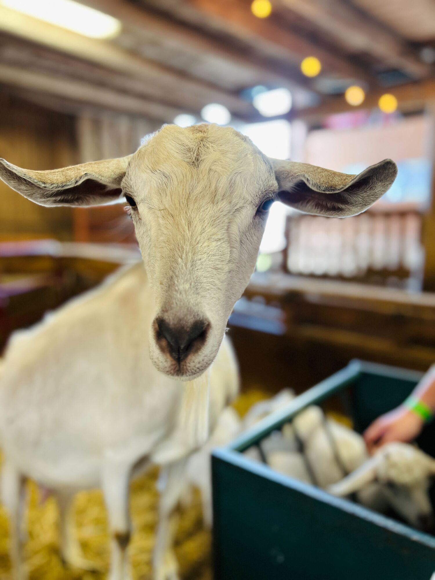 Close-up of a goat with large ears inside a barn, with a person reaching into a container nearby.