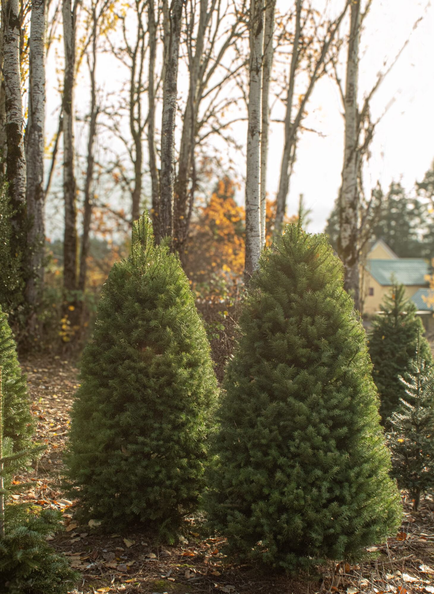Two evergreen trees in a yard with fallen leaves, surrounded by leafless trees and a house in the background.