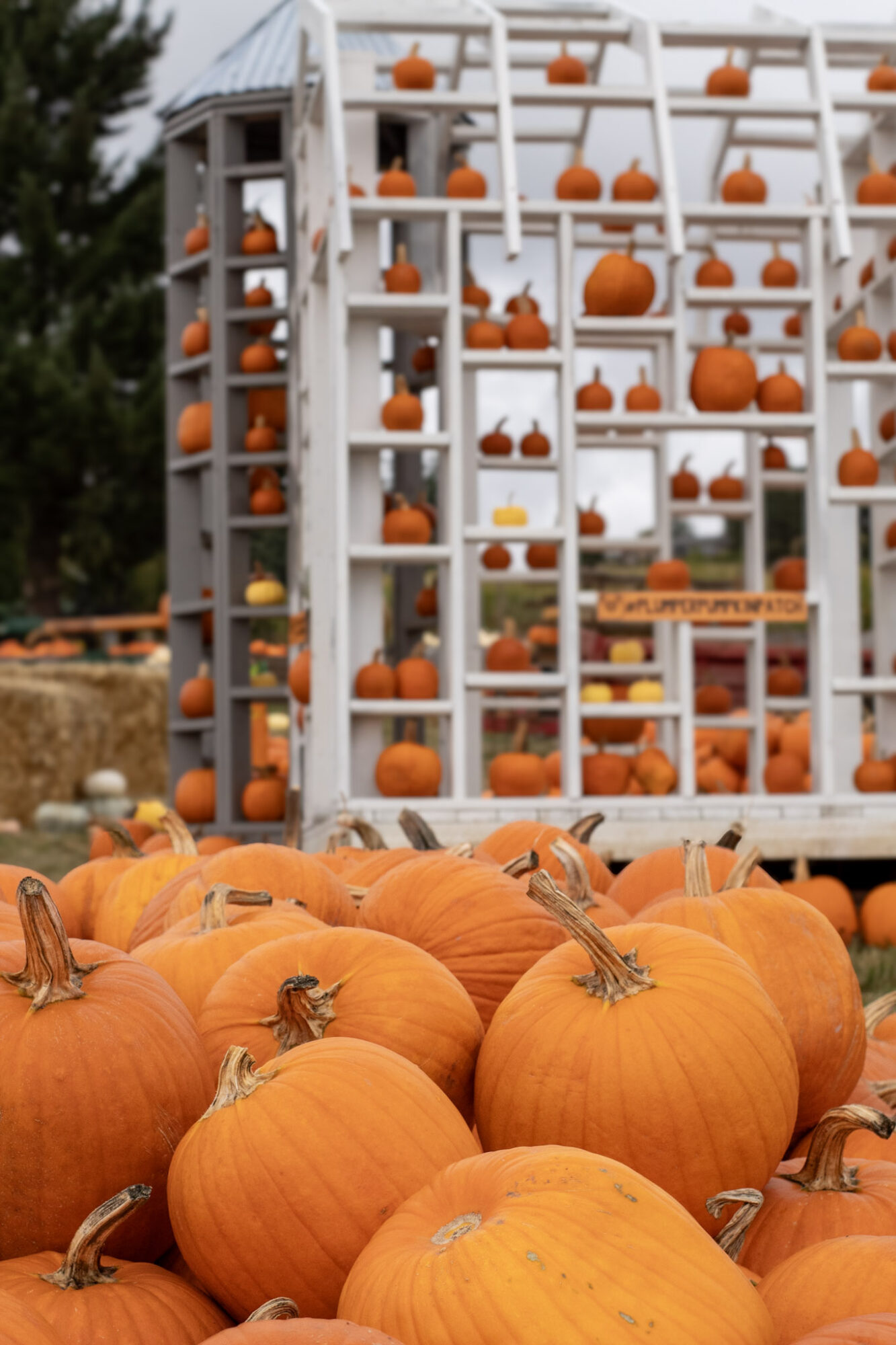Pumpkins in front of a white structure filled with pumpkins, outdoors during daytime.