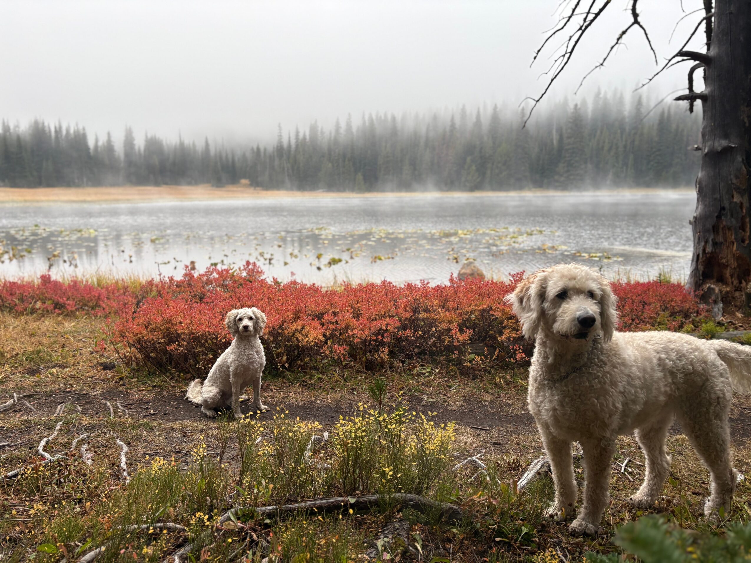 Two dogs outdoors near a lake with trees and red bushes, one sitting and one standing, in a natural setting.