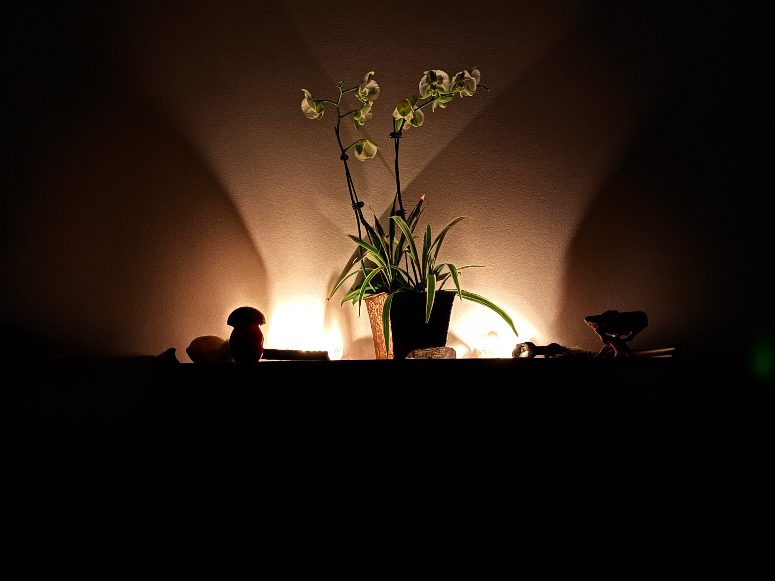 A potted plant with flowers is illuminated from behind, creating a glow on the wall, with objects on a surface in front.