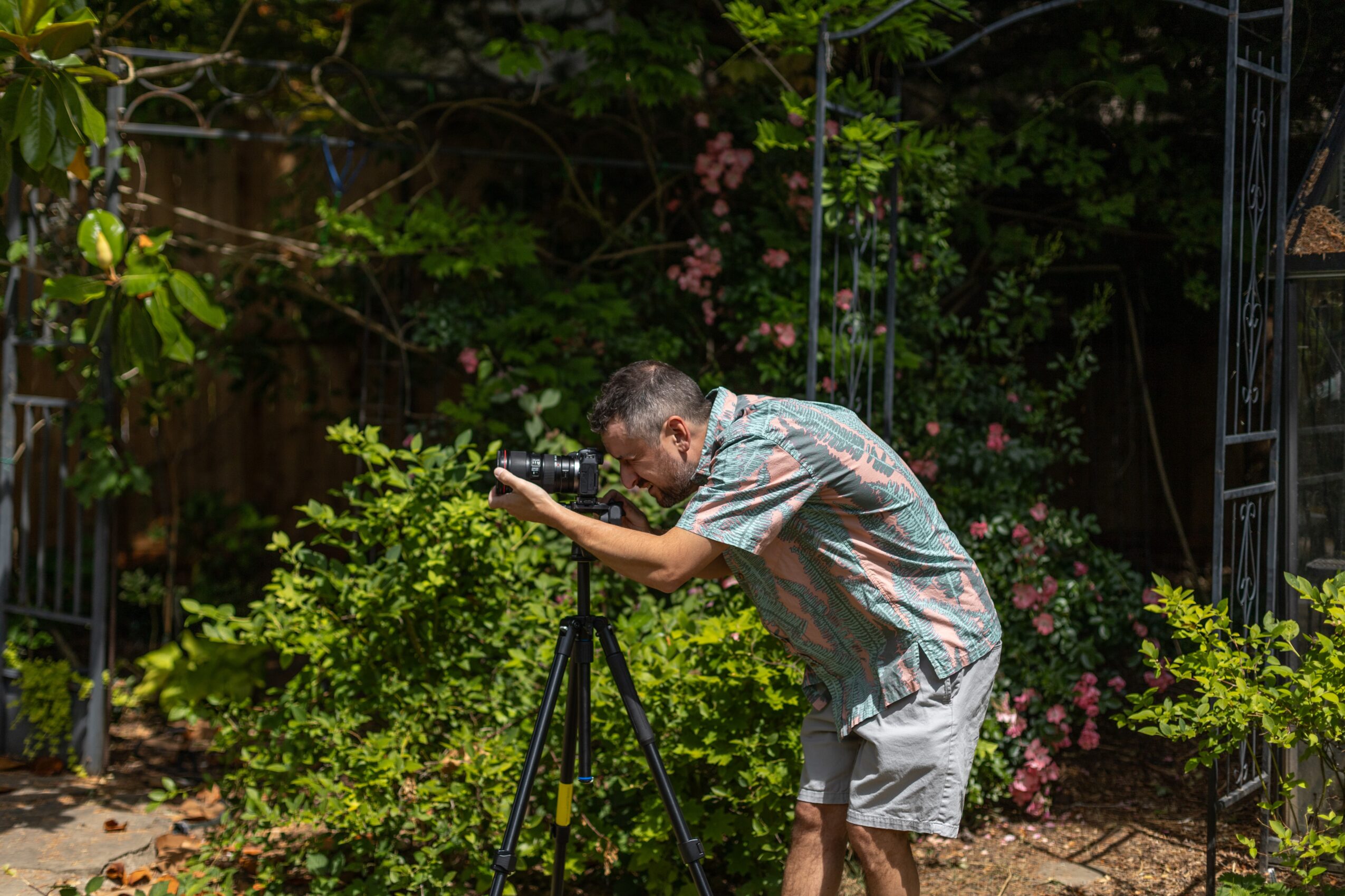 Man taking a photo with a camera on a tripod in a garden with green plants and pink flowers