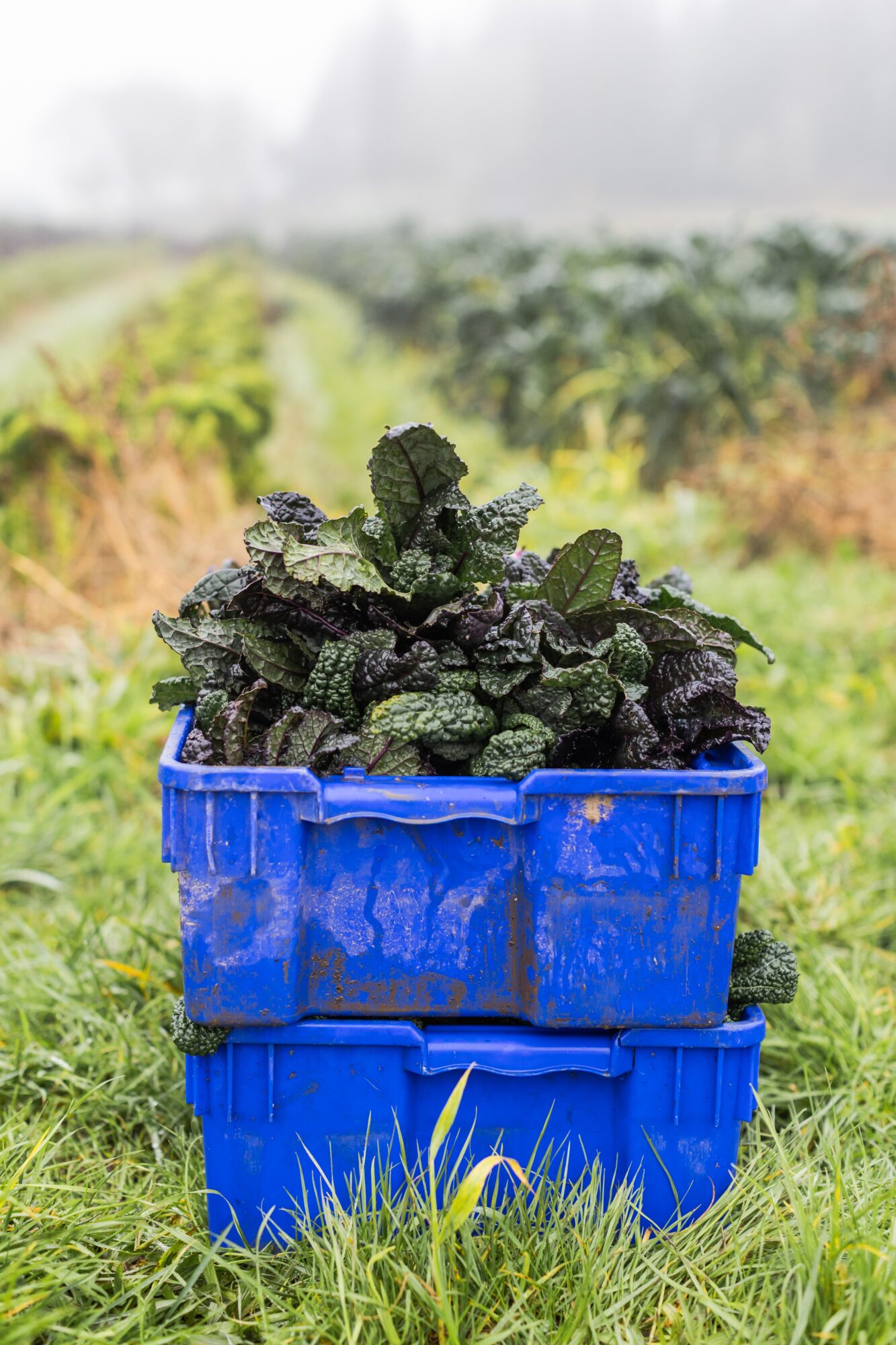 Black leafy plant in a blue container outdoors with green fields in background.