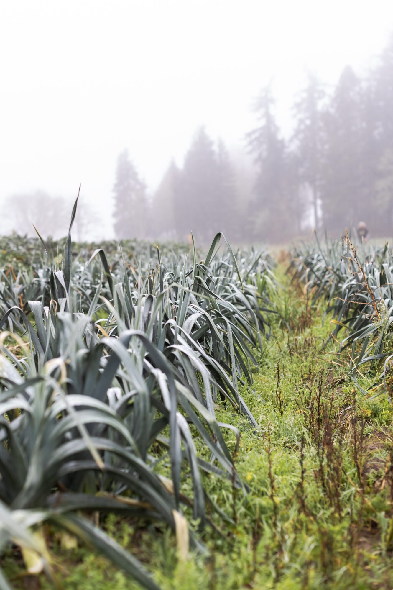 Field of tall plants with a foggy forest background, overcast sky, and green foliage.