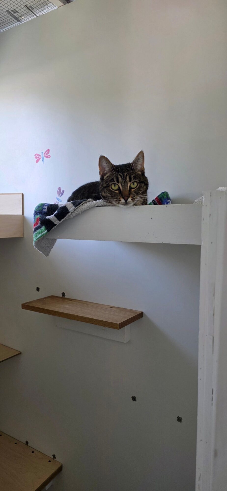 Cat peeking out from behind a white shelf, looking at the camera, with a plain wall in the background.
