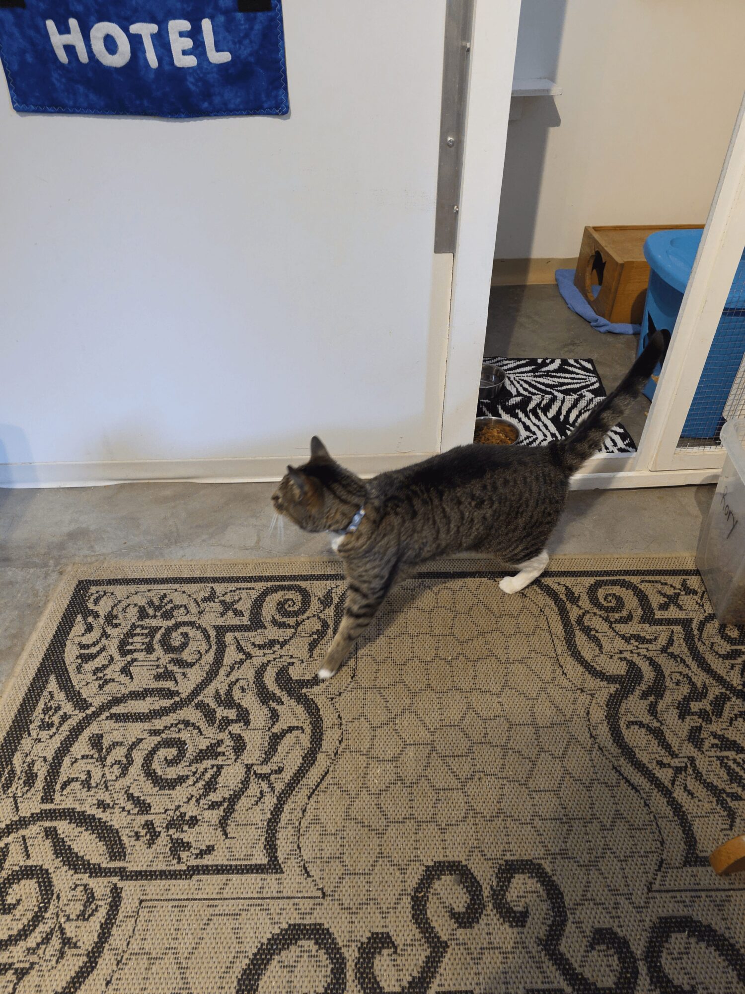 A cat walking on a patterned rug near a doorway with a hotel towel hanging on the wall.