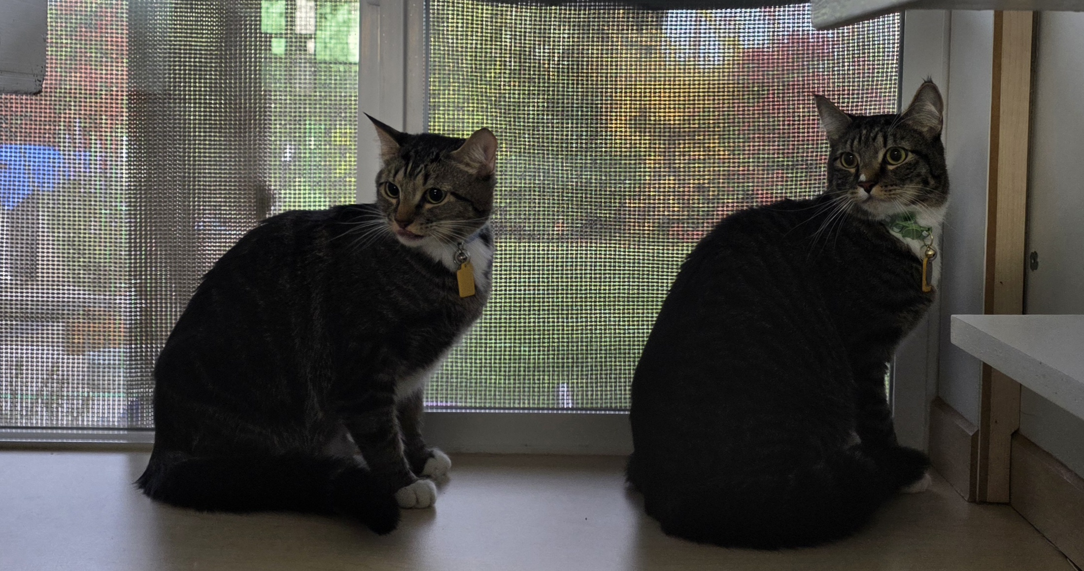 Two cats sitting on a windowsill, looking outside, with a screen and outdoor scenery in the background.