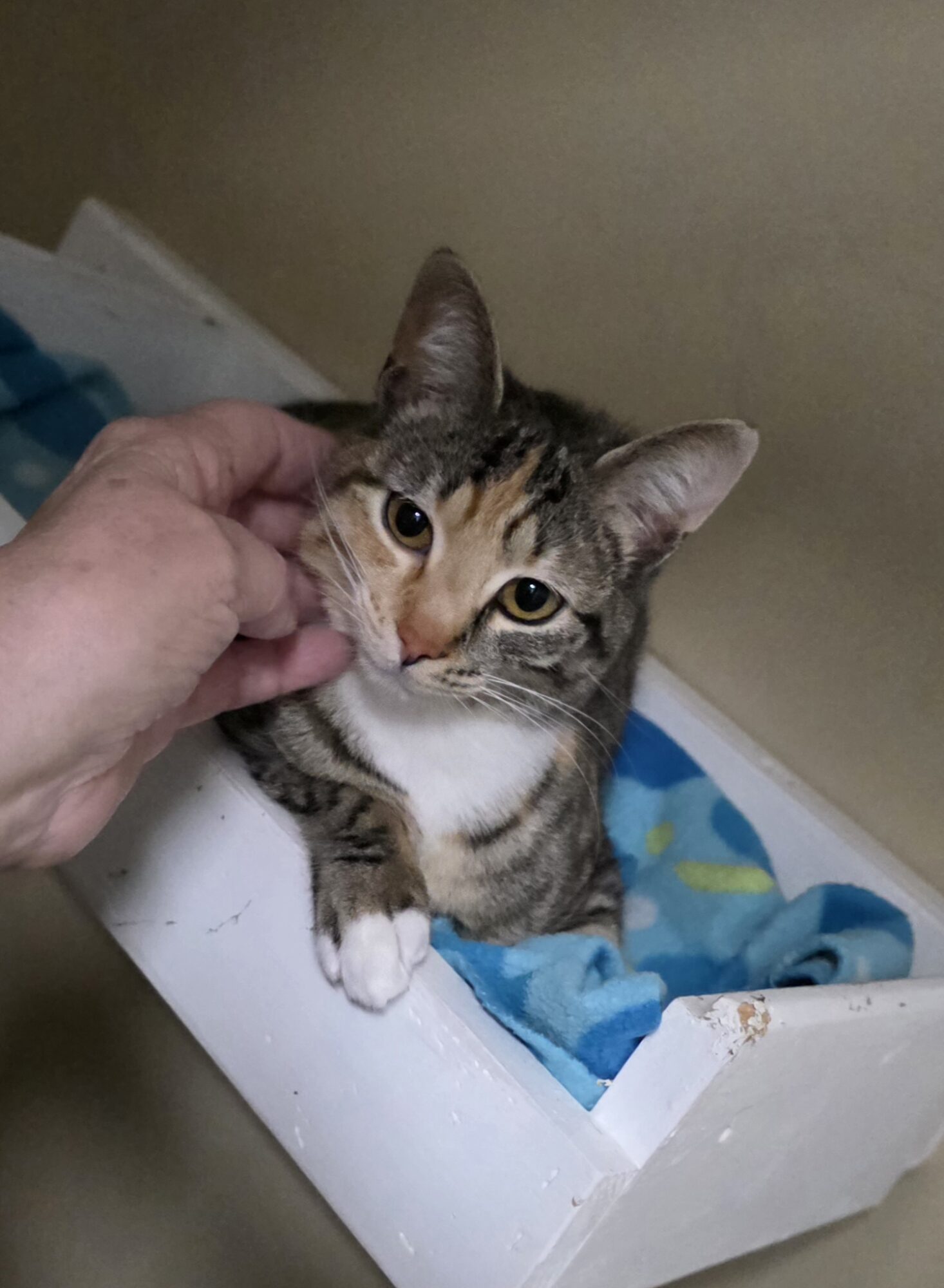 A tabby cat with white paws and chest sitting in a box with blue fabric, being gently petted by a person's hand.