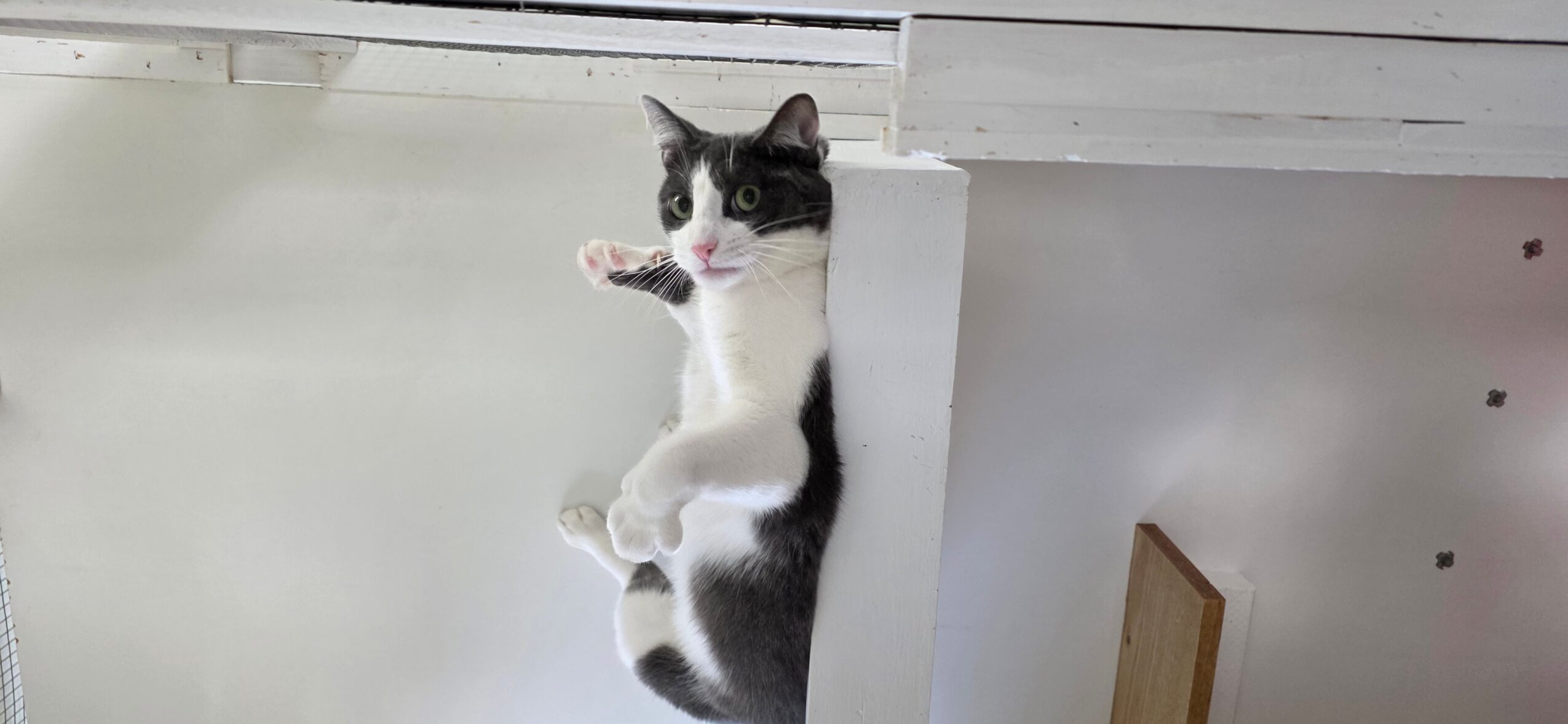 Black and white cat climbing a white wall, looking at the camera, with a wooden object nearby.