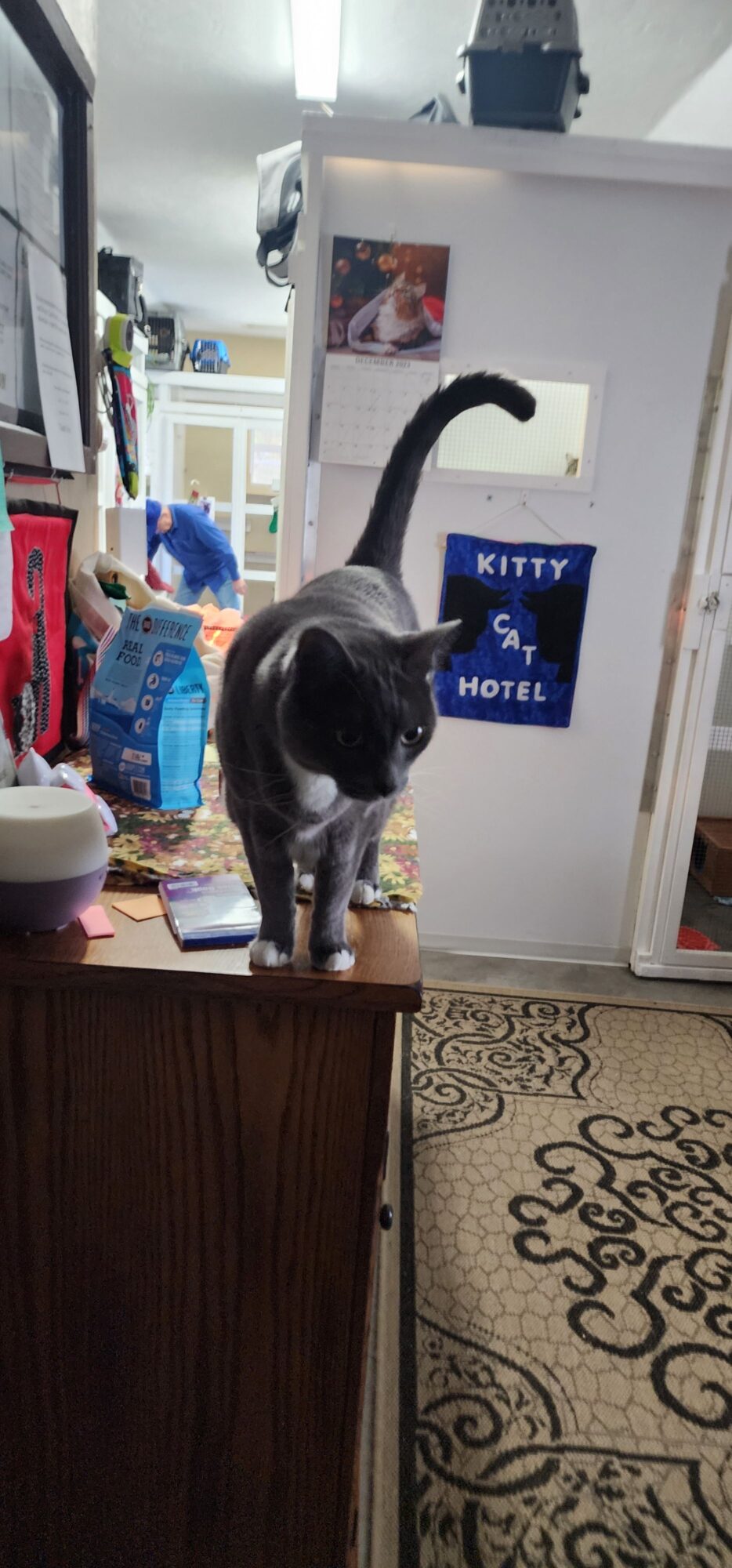 Black and white cat standing on a wooden surface indoors, with various objects and furniture in the background.