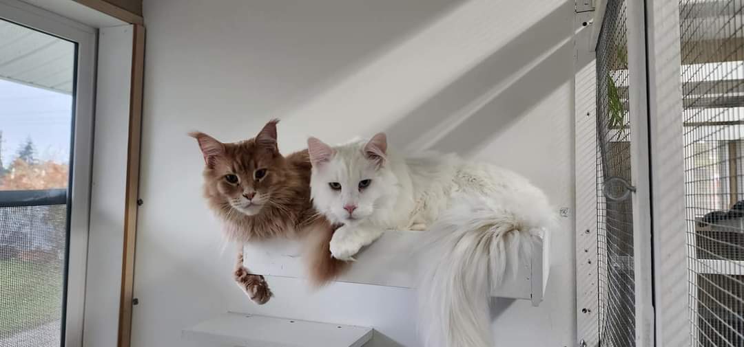 Two cats, one brown and one white, resting on a windowsill inside a room.