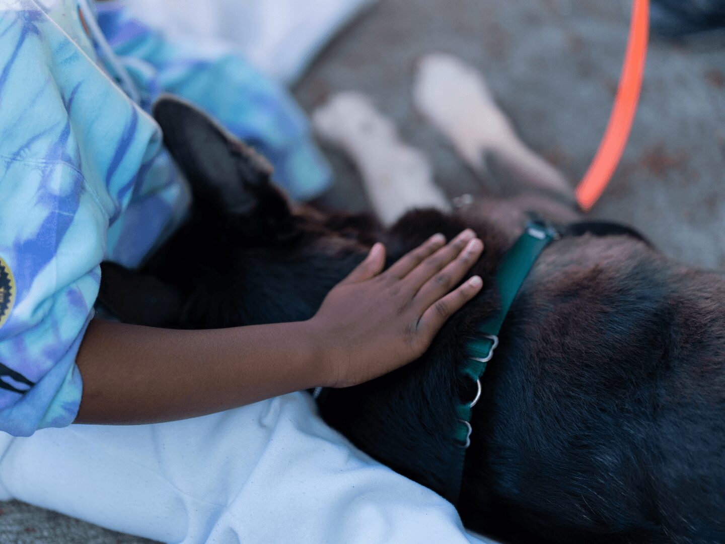 Child's hand resting on a black dog lying on the ground, with a blue and white patterned shirt visible.