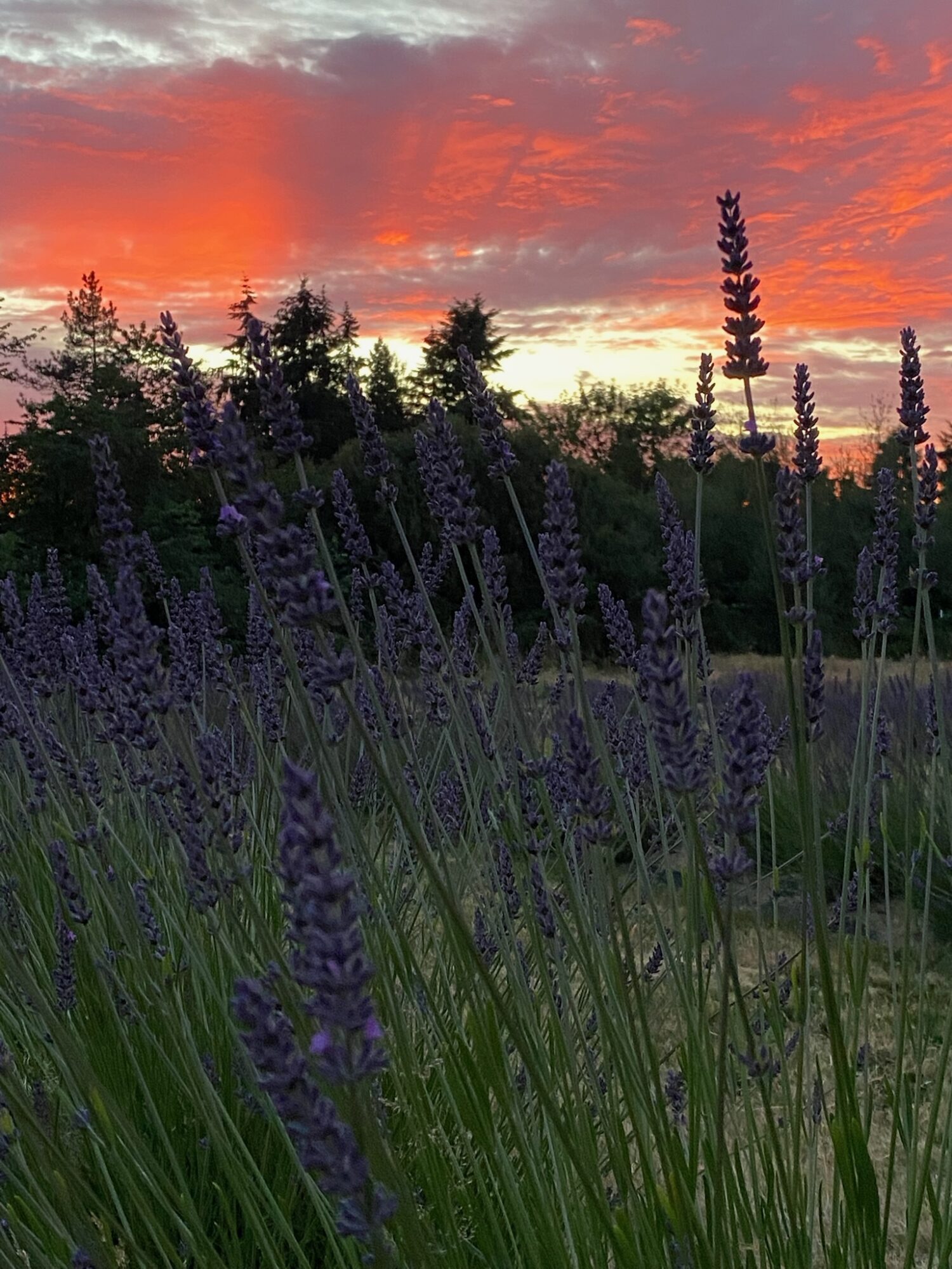 Lavender flowers in foreground with a colorful sunset sky and clouds in the background.