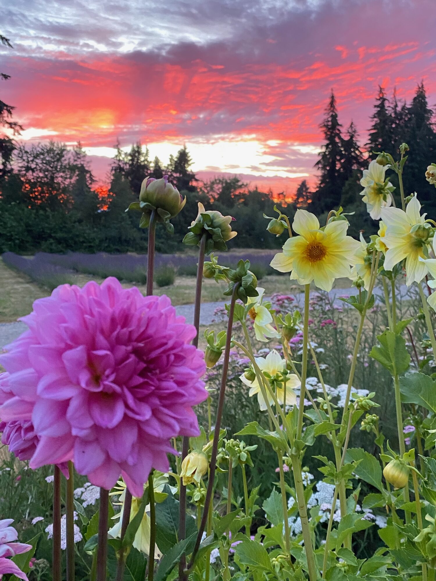 Colorful sunset sky with pink, orange, and purple clouds over a garden with pink and yellow flowers and trees.