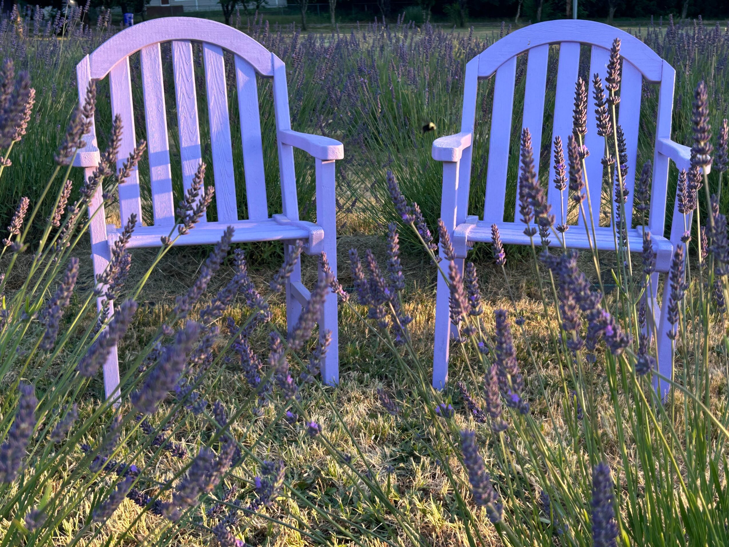 Two white wooden chairs in a lavender field with purple flowers and green grass, sunlight shining through, peaceful outdoor scene.