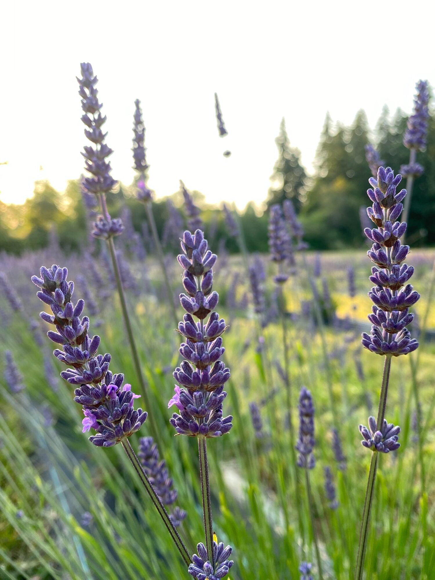 Lavender flowers in a field with green grass and trees in the background, sunlight shining through, and a bird flying above.