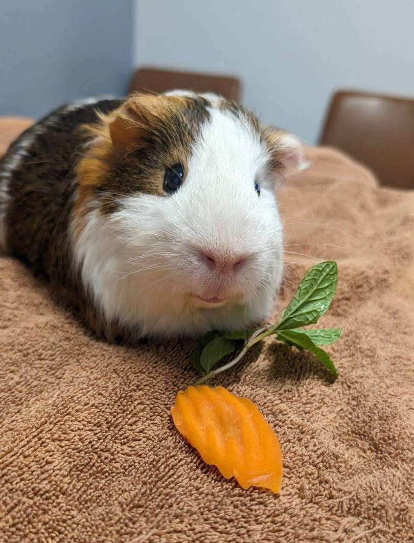 Guinea pig with white, brown, and black fur resting on a brown towel, near a green leaf and an orange object.