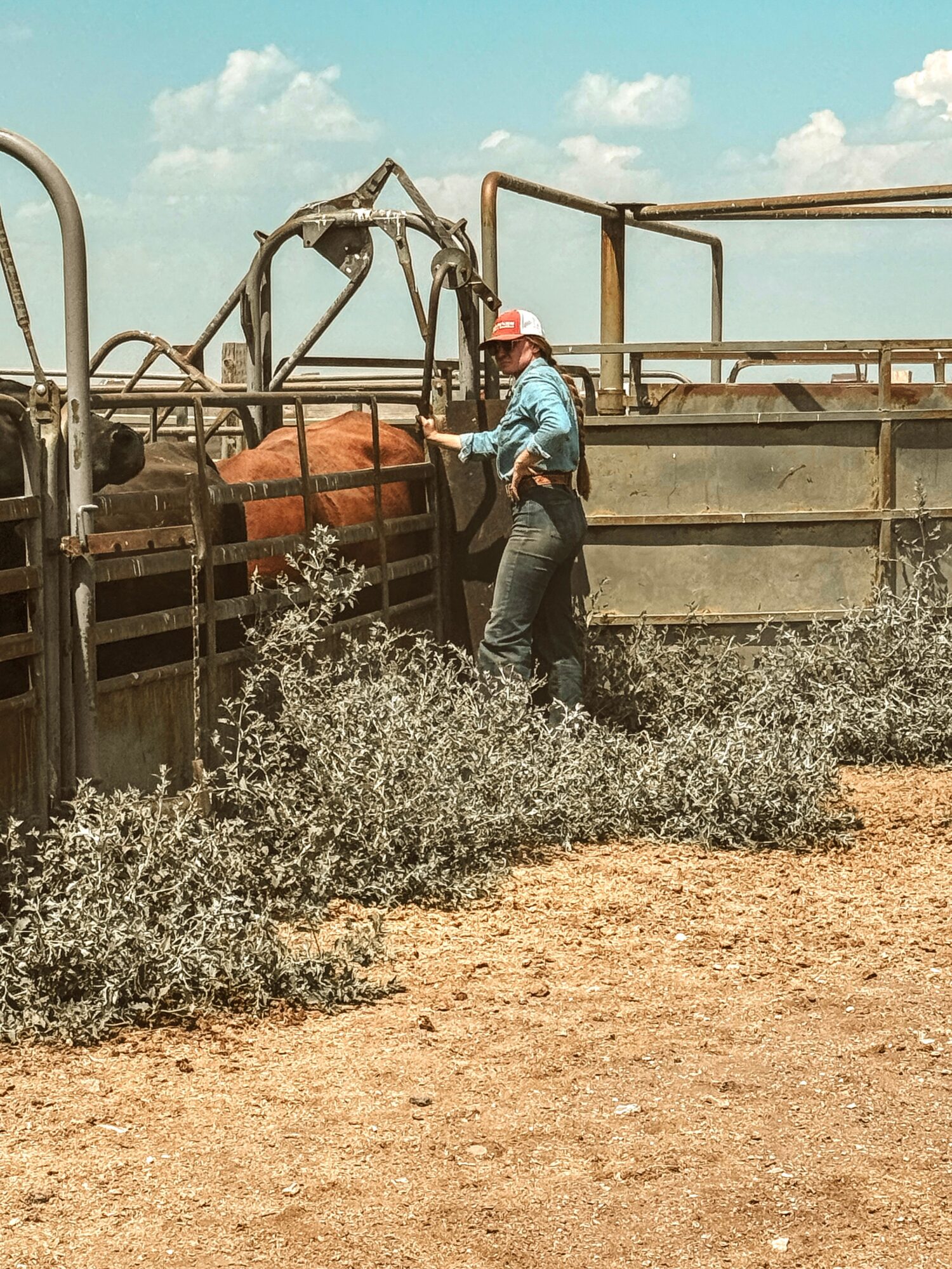 Person in a hat and blue shirt working with cattle in a pen, dry ground and blue sky in background.