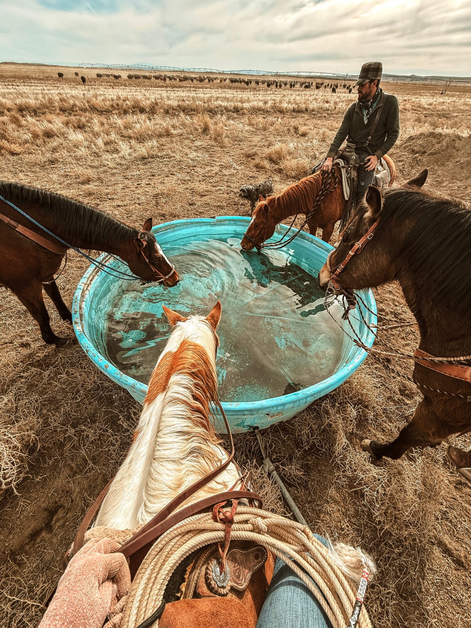 Person riding a horse with three other horses drinking water from a blue pool in a field, with a rider on one horse.