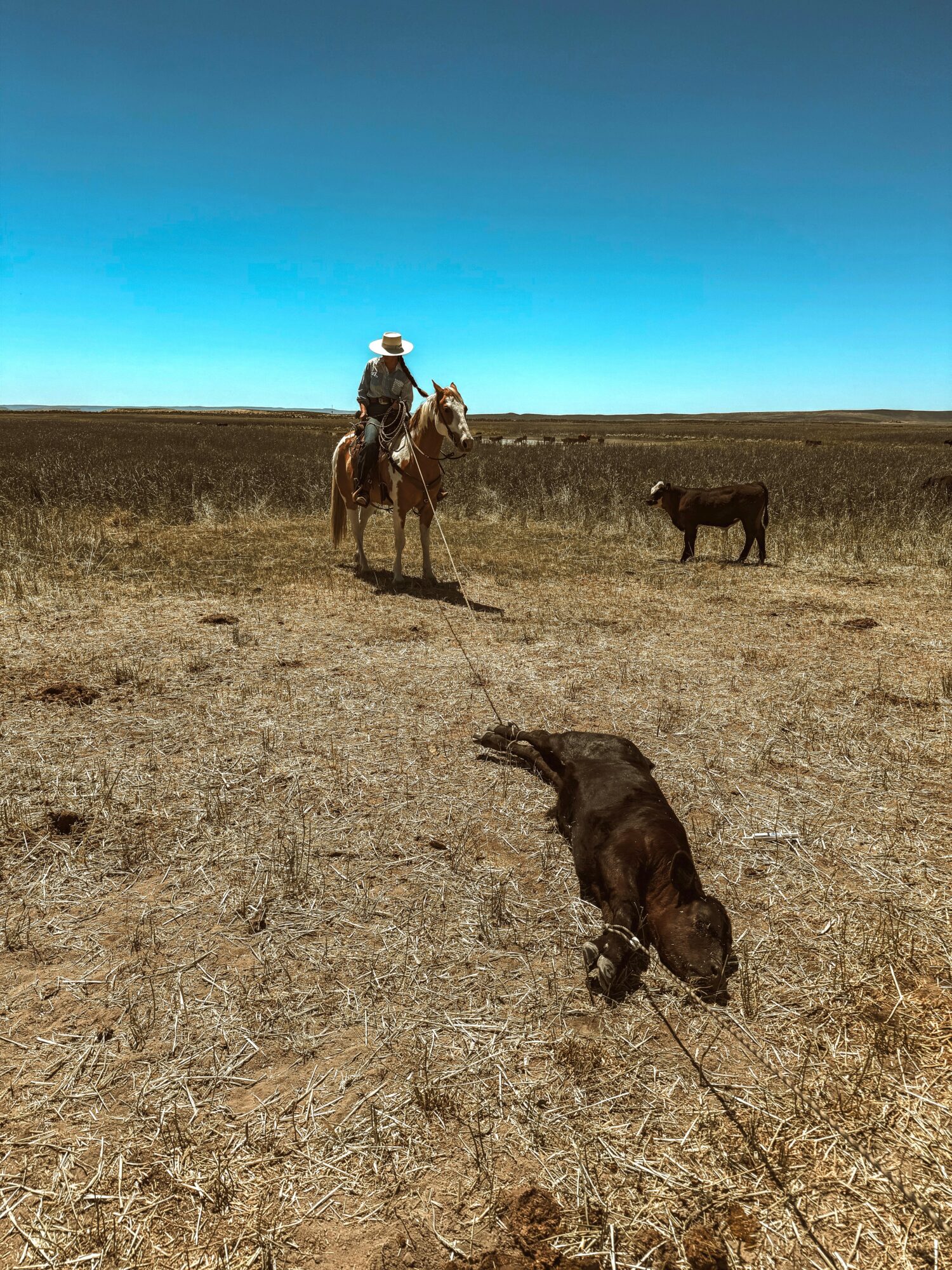 Person riding a horse in a wide open field with two dogs, under a clear blue sky.