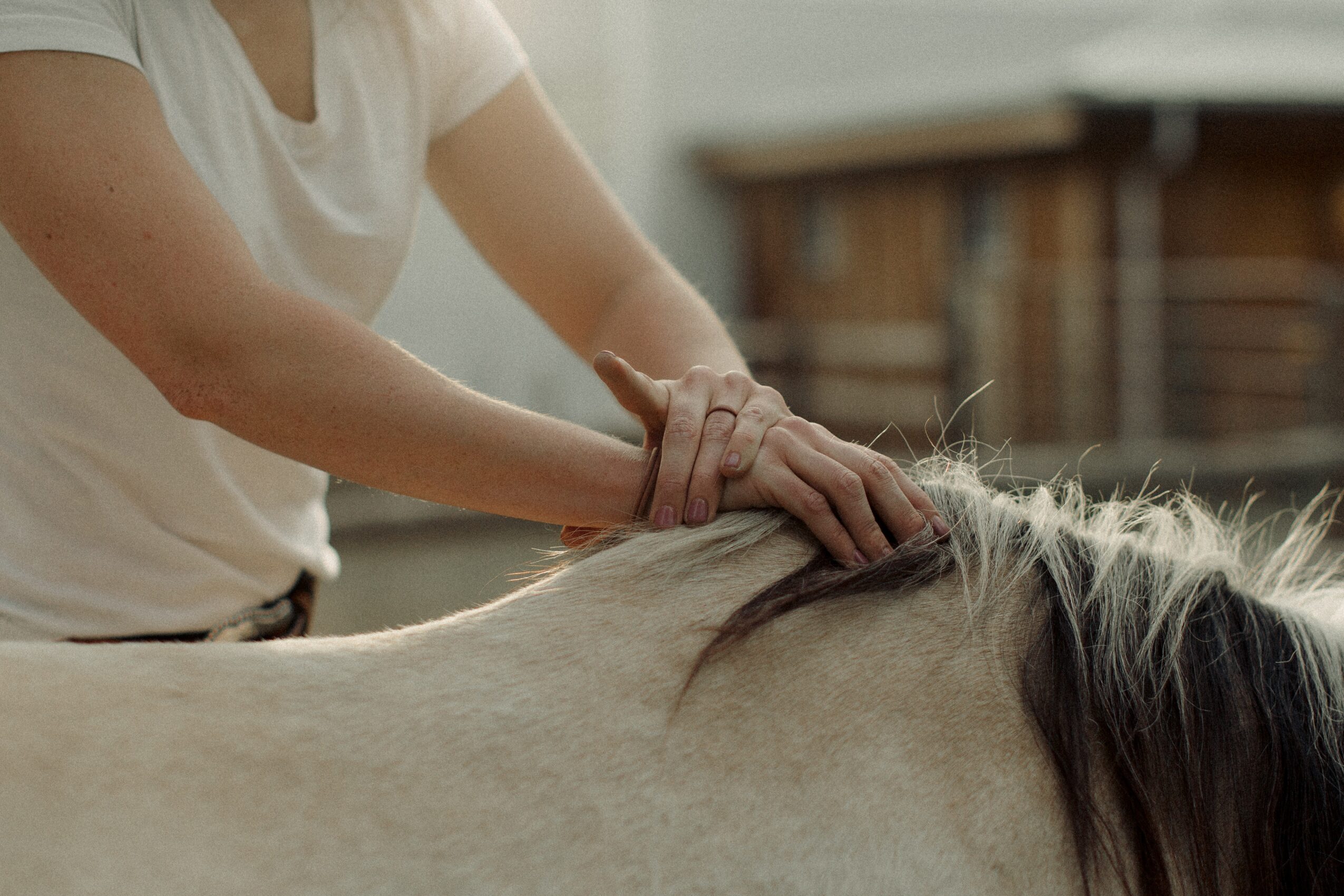 Person grooming a light-colored horse outdoors, focusing on hands and horse's mane, with a blurred background.