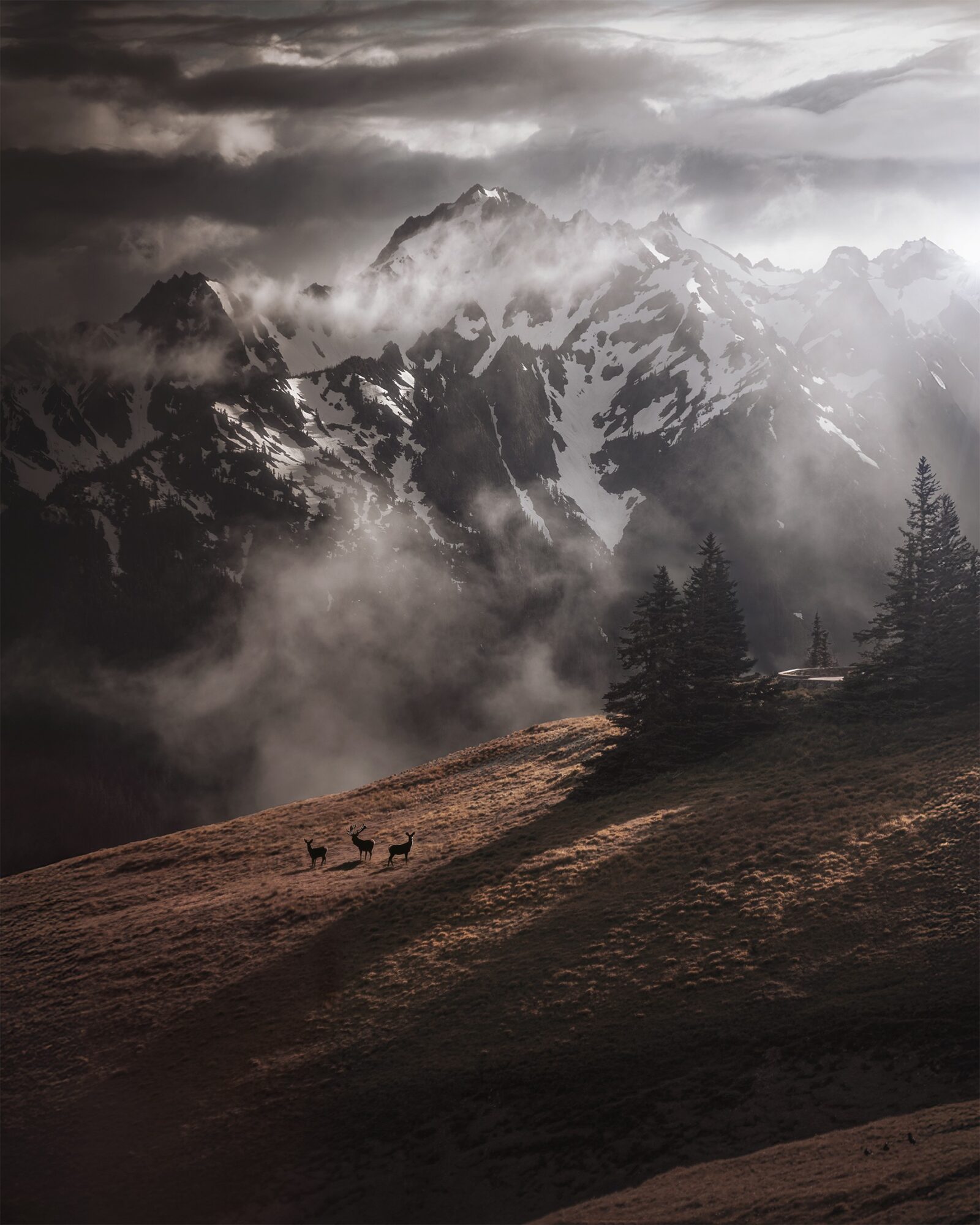 Snow-capped mountains with clouds and mist, dark sky, trees on a hillside, and a grassy foreground with shadows.