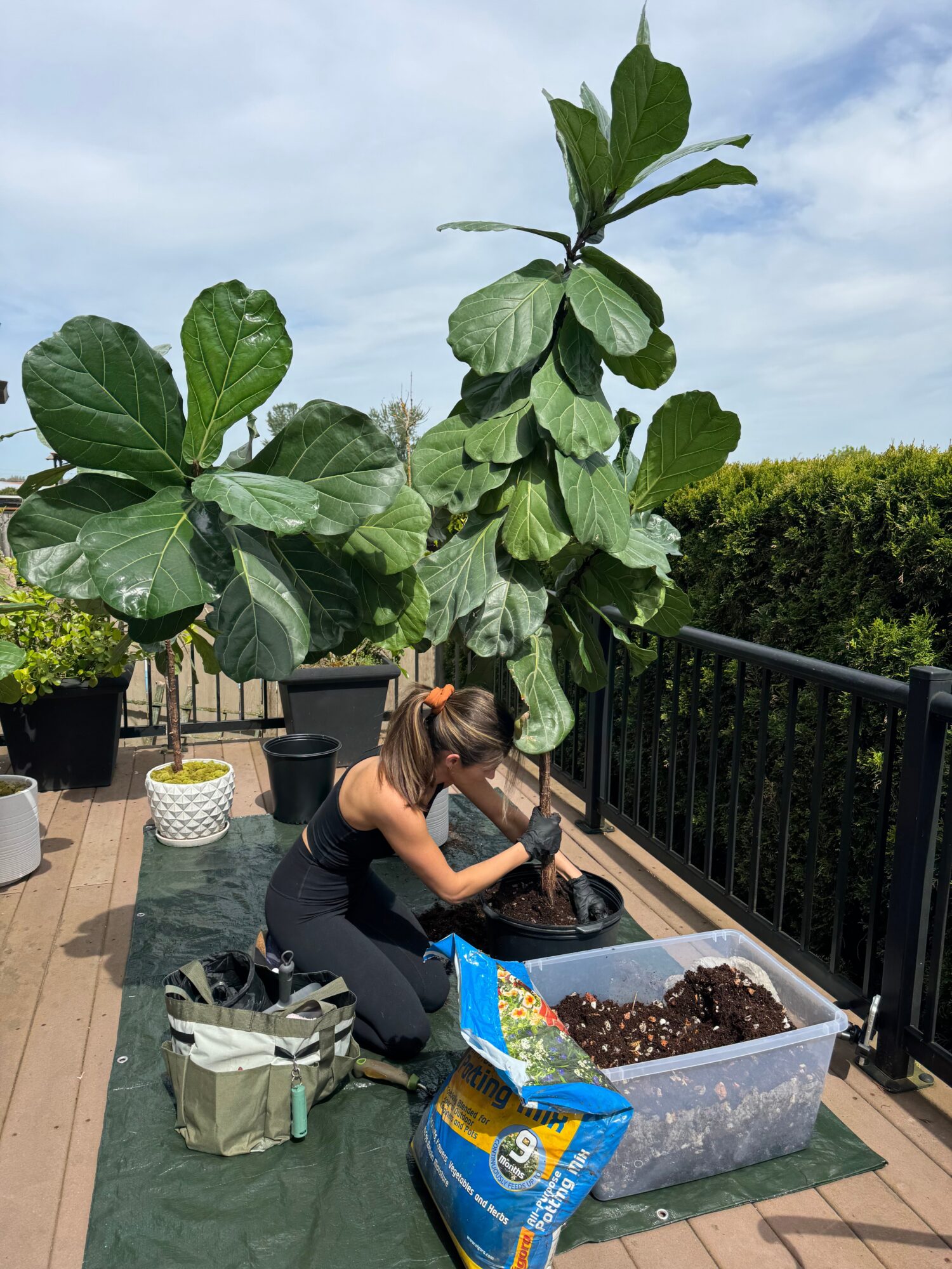 Person planting seedlings in a large plastic container on a balcony with potted plants and a hedge in the background.