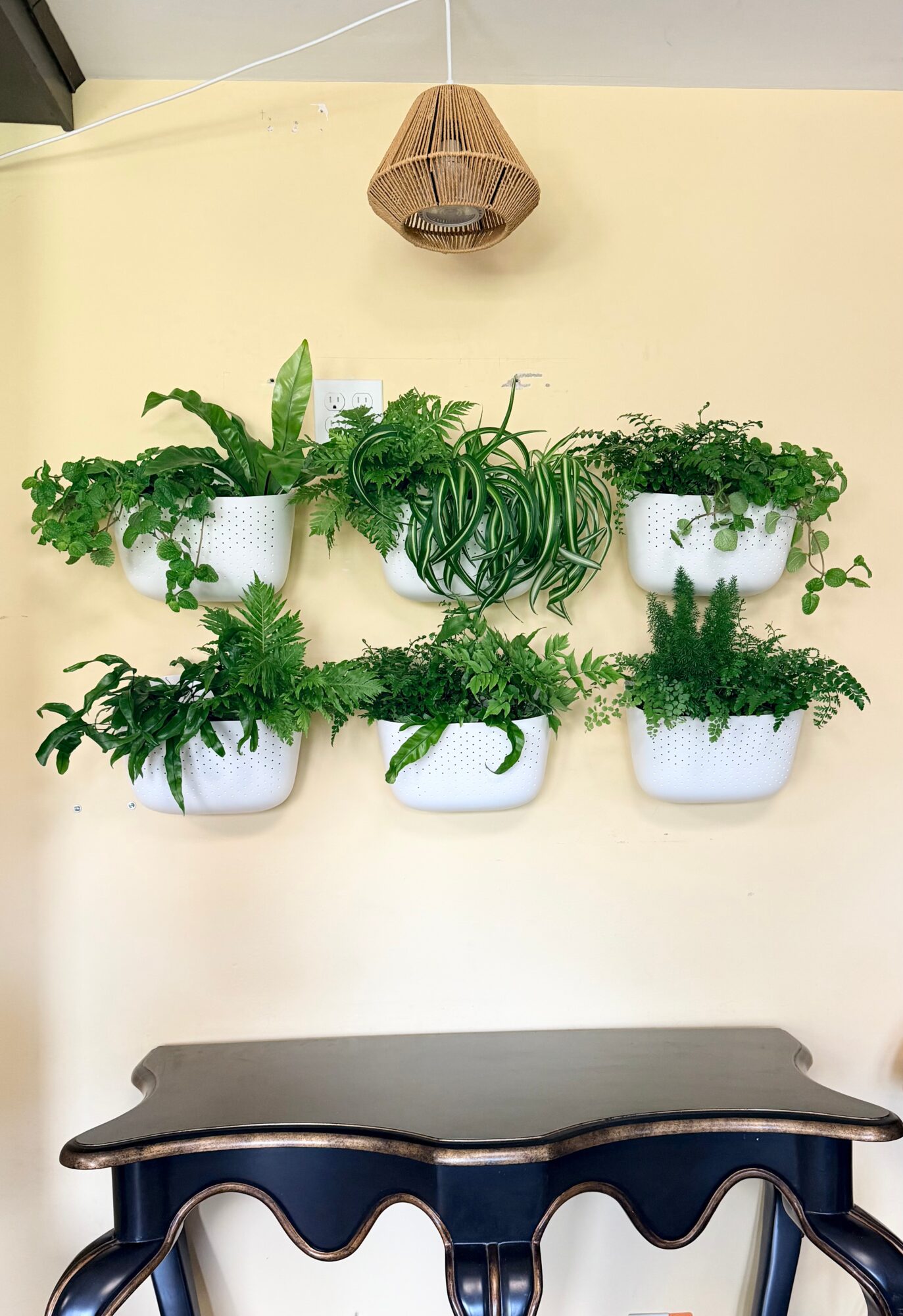 Six potted plants on a wall shelf with a wicker light fixture above, and a dark wooden table below.