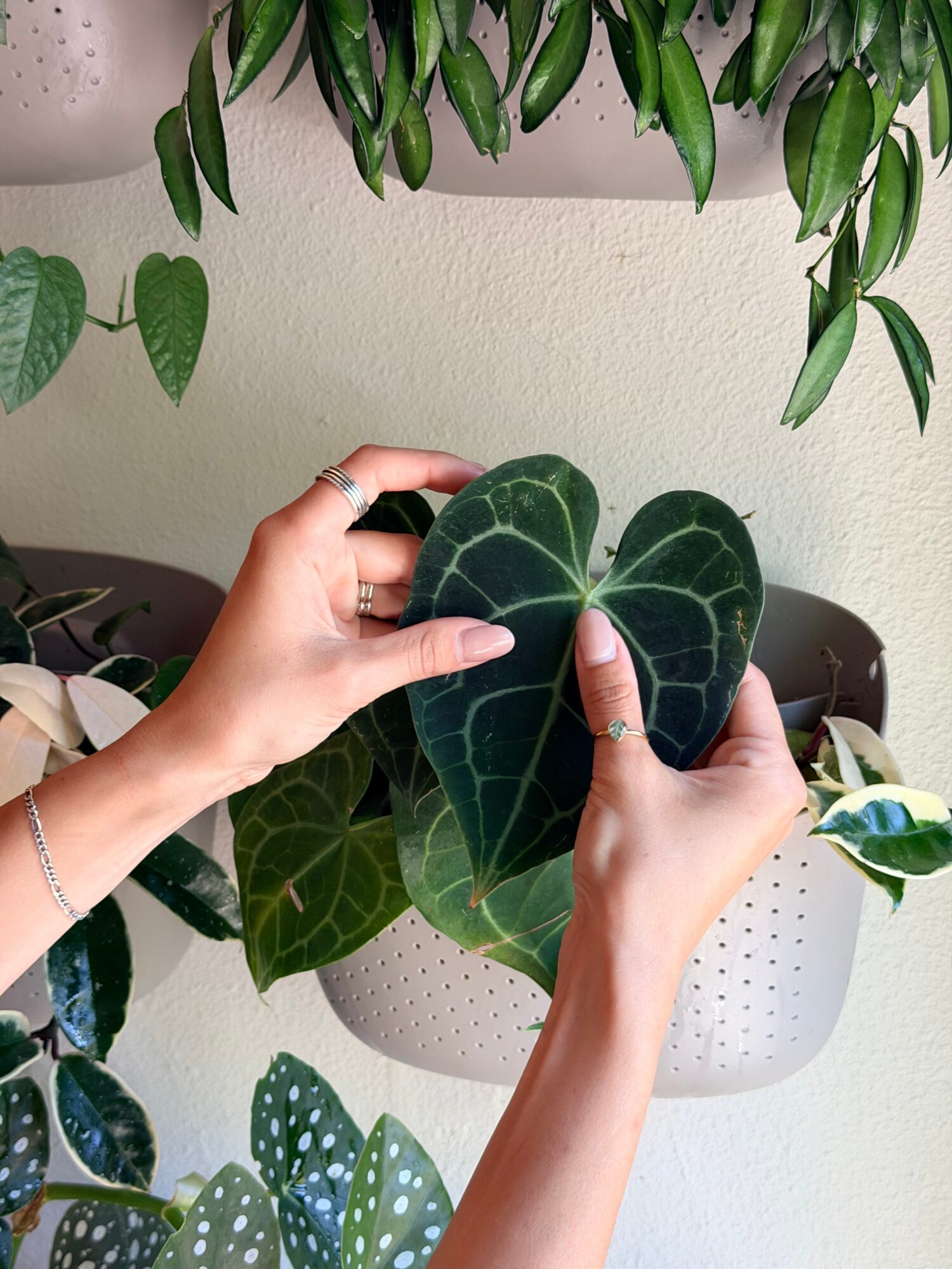Person holding two large heart-shaped green leaves with prominent veins, in front of a white wall and hanging plant.