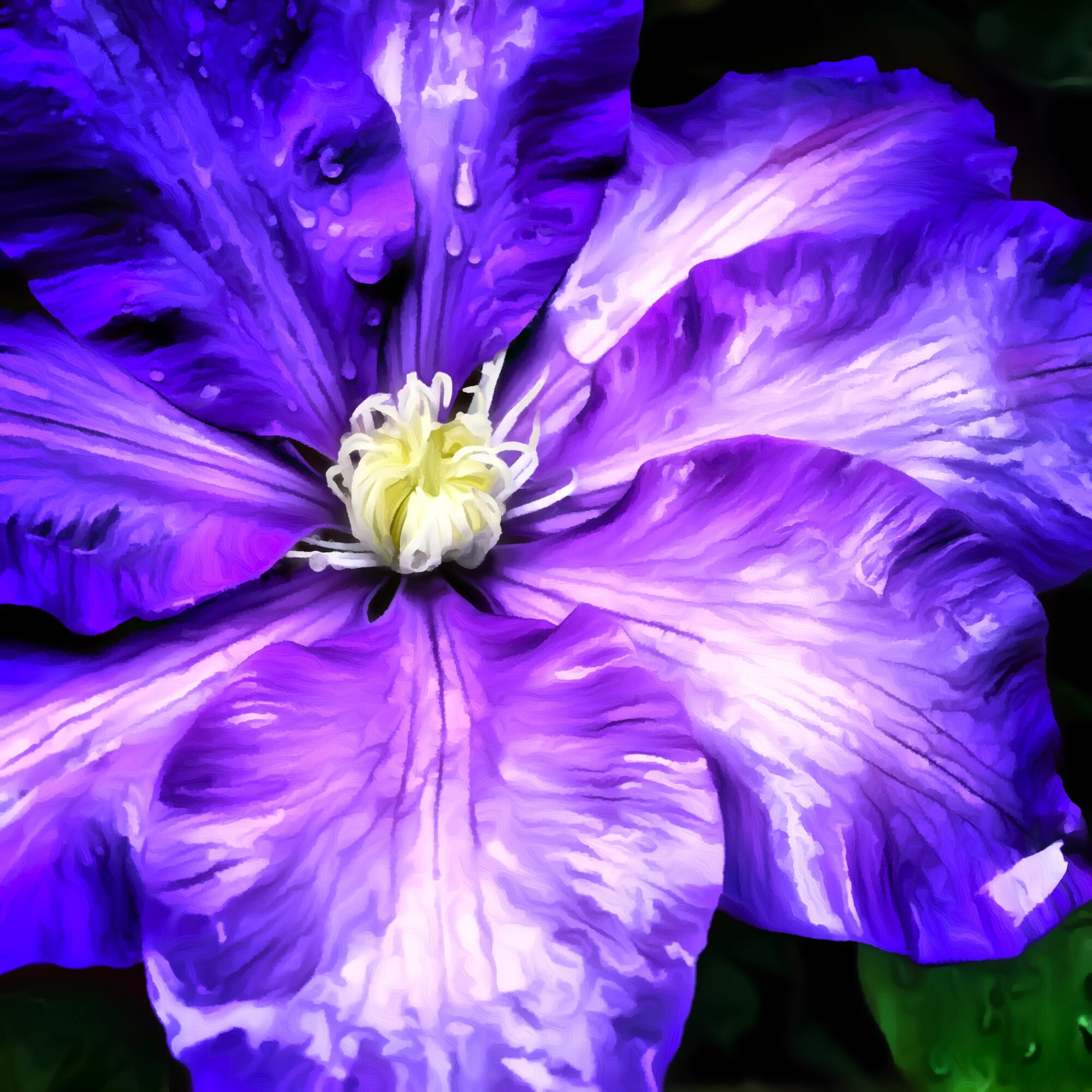 Close-up of a purple and white flower with water droplets on petals, dark background.