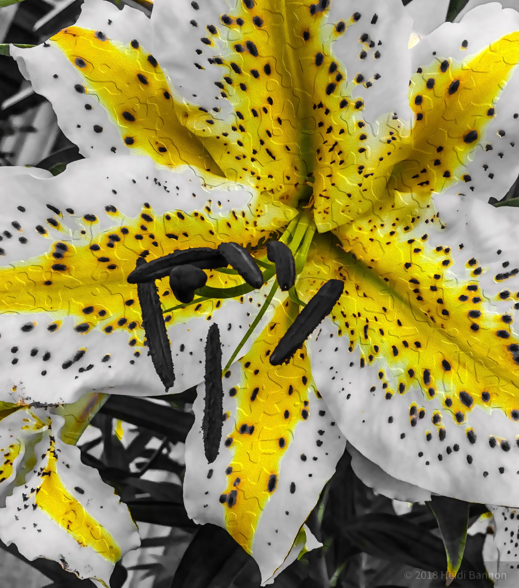 Close-up of a white and yellow lily flower with black spots, showing stamens and pistil, surrounded by dark leaves.