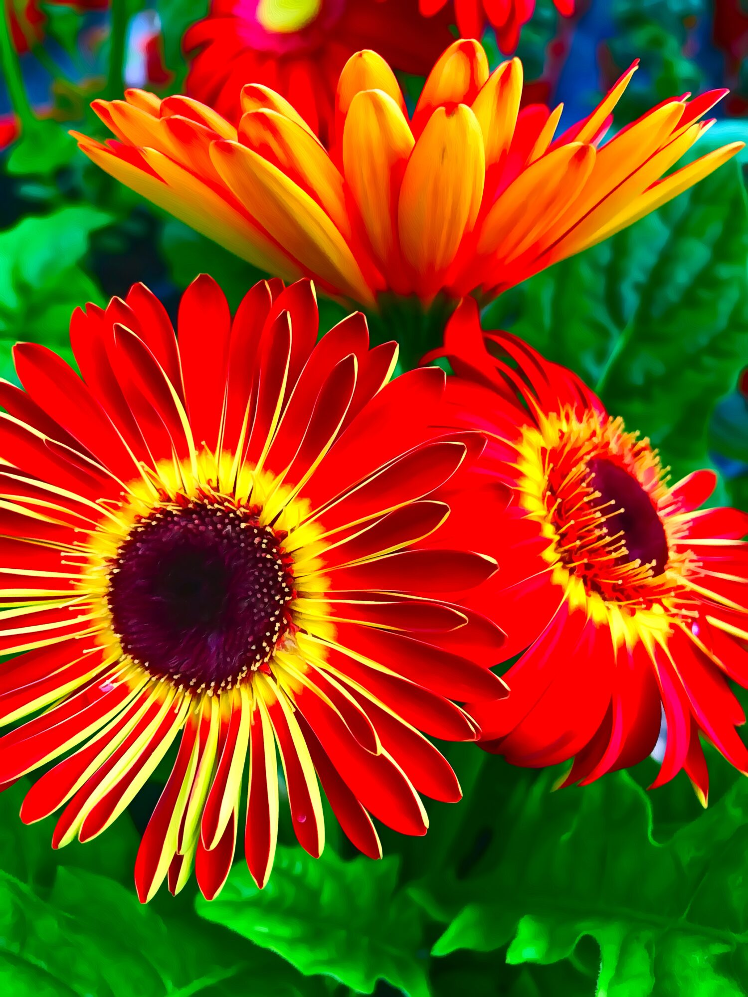 Three vibrant flowers with red, yellow, and orange petals and green leaves in the background.