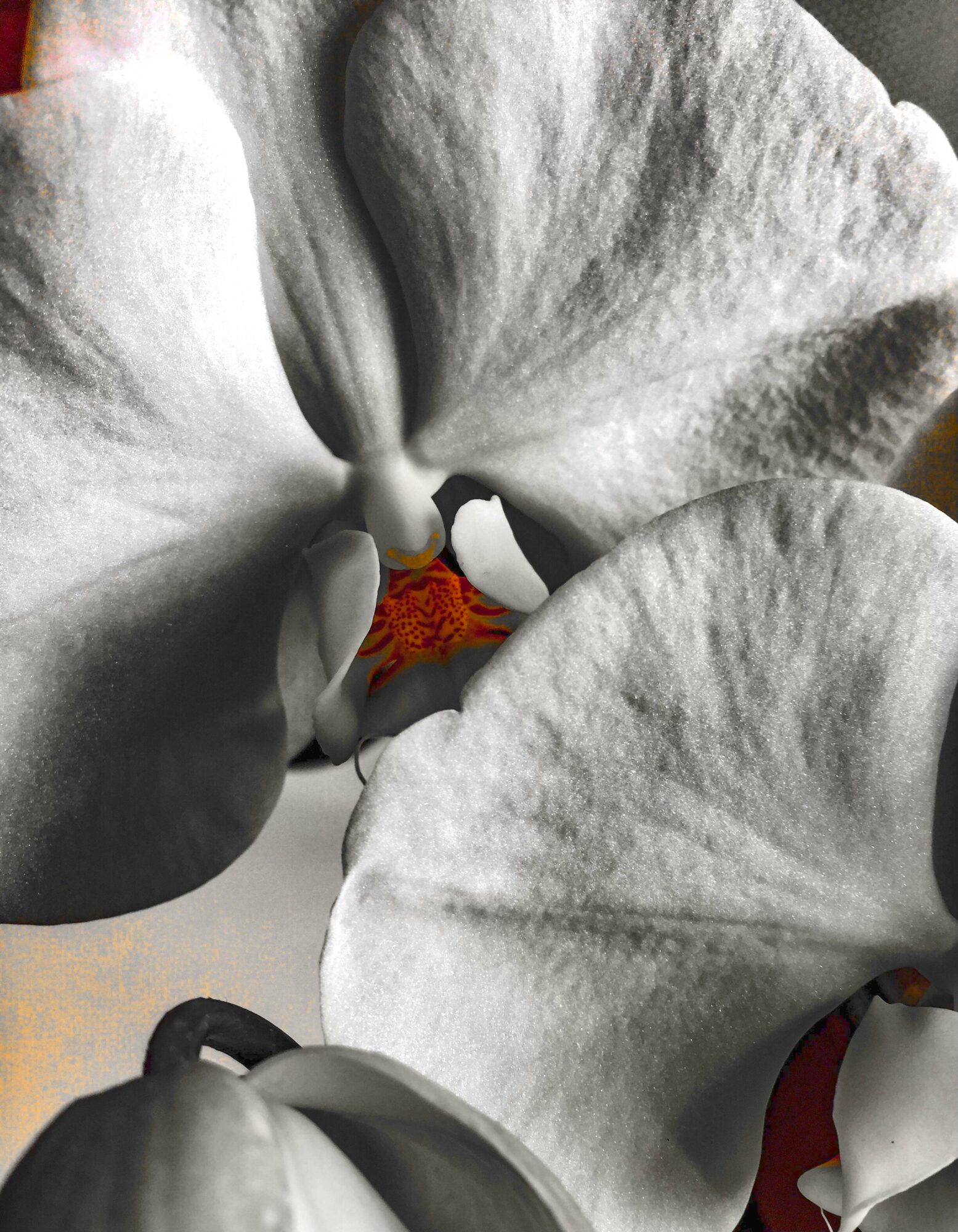 Close-up of a white flower with large petals and a small orange and red center.