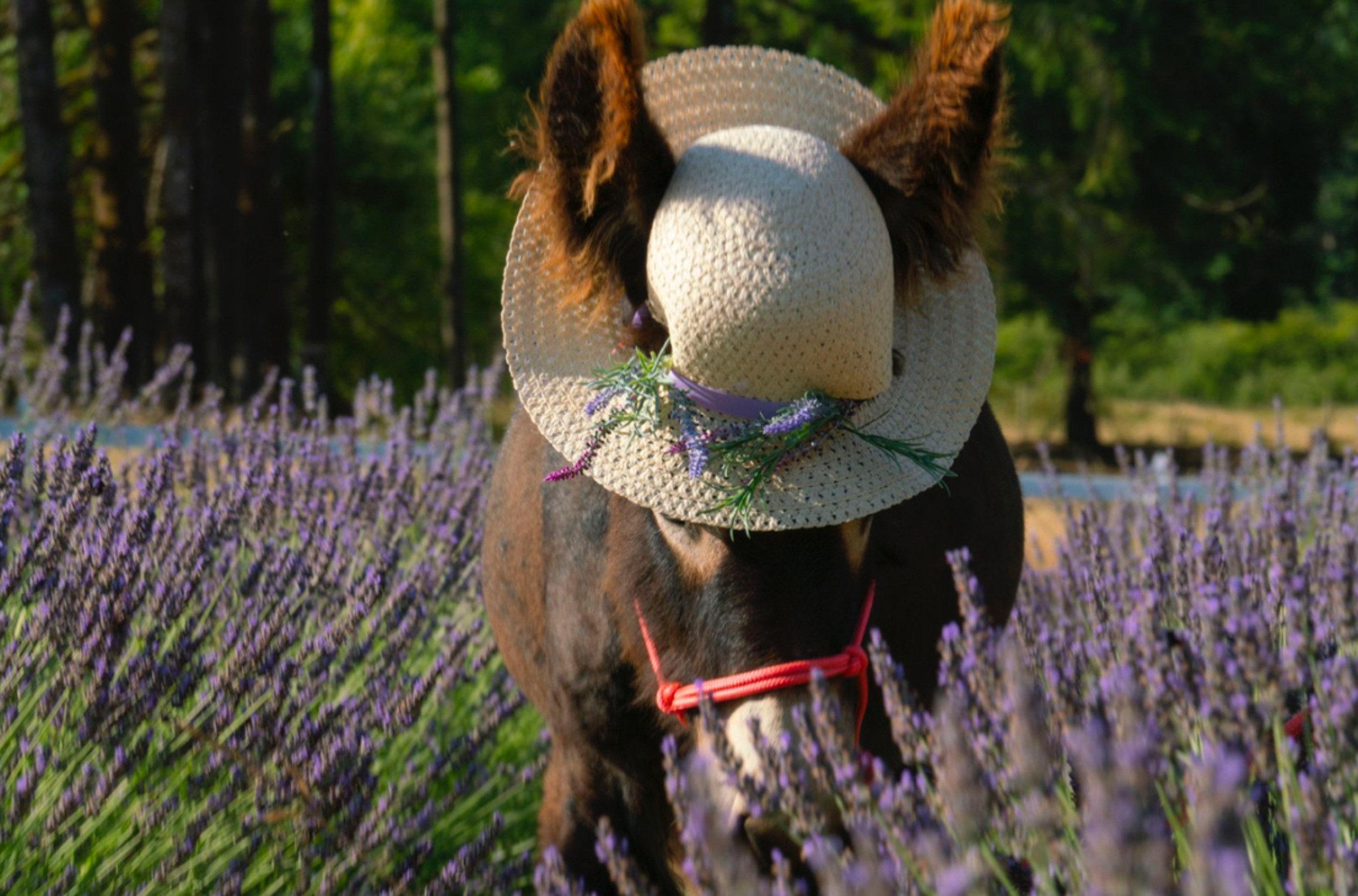 A small horse wearing a straw hat with purple flowers, standing in a lavender field with trees in the background.