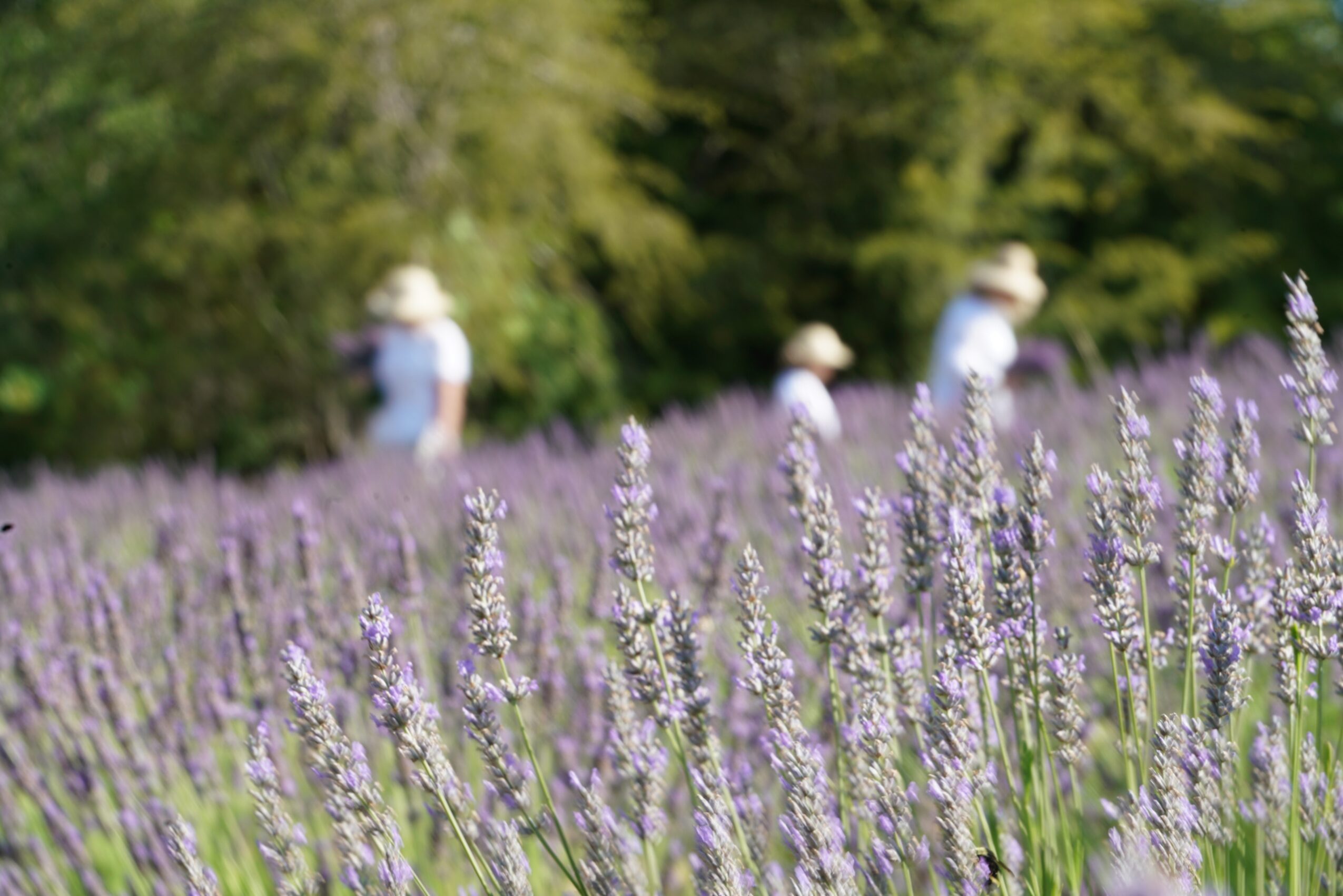 Lavender field with four people wearing hats walking in the background, surrounded by green trees.
