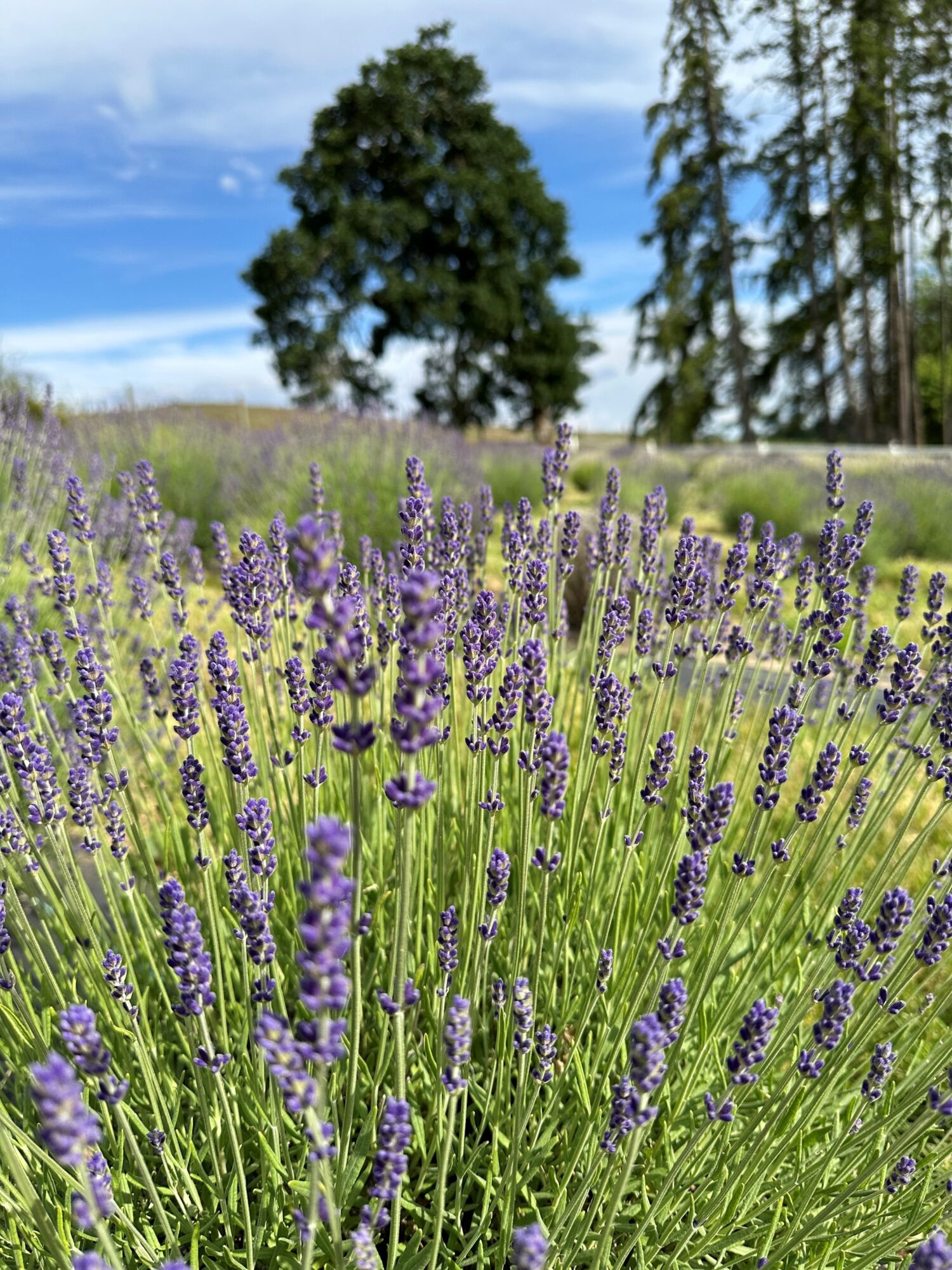 Lavender field with purple flowers, green grass, and trees in the background under a blue sky.