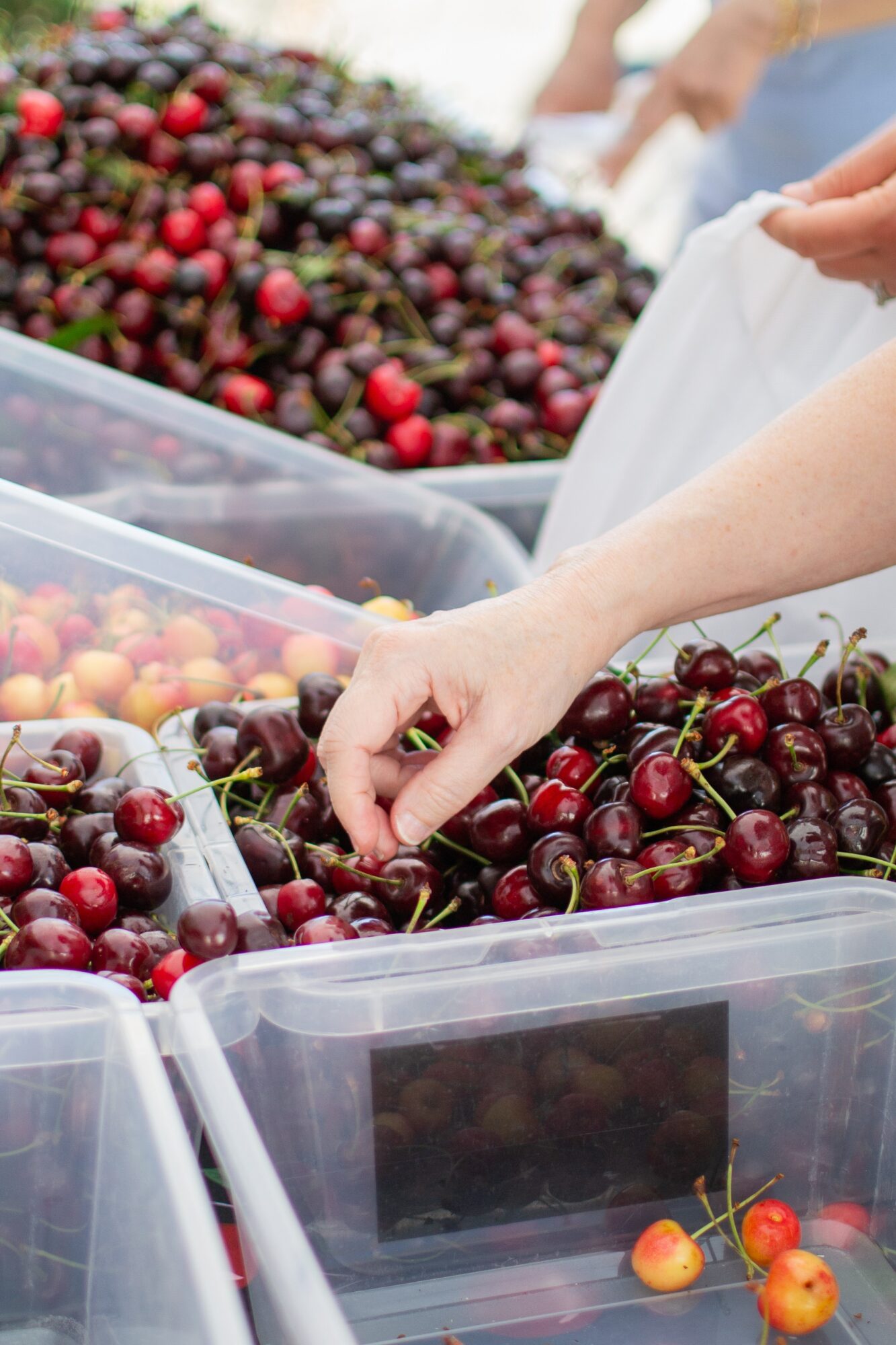 People pick cherries from large plastic containers at a market stall, with more cherries in the background.