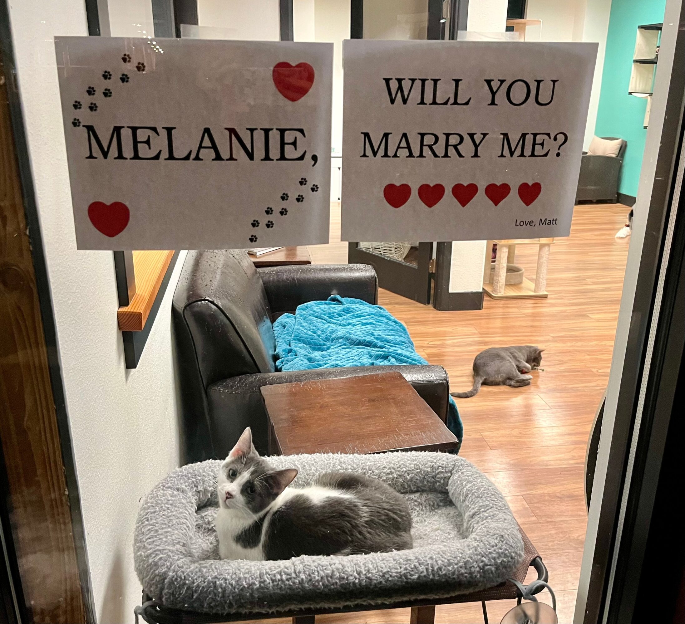 Two signs ask Melanie to marry, with hearts and decorative dots, in a room with a cat on a bed and a rat on the floor.