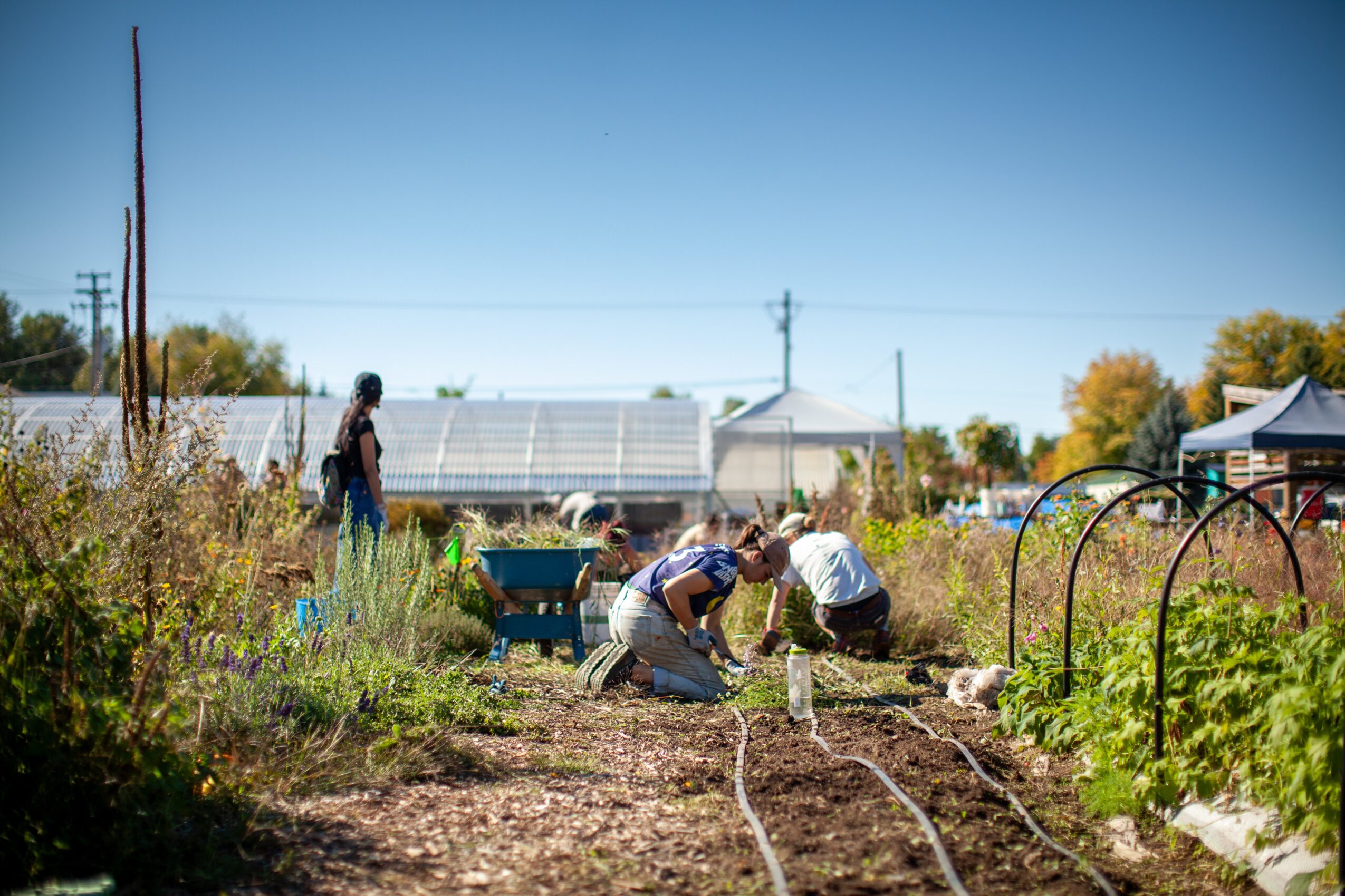 People working in a garden with plants, tools, and a wheelbarrow outdoors on a sunny day.