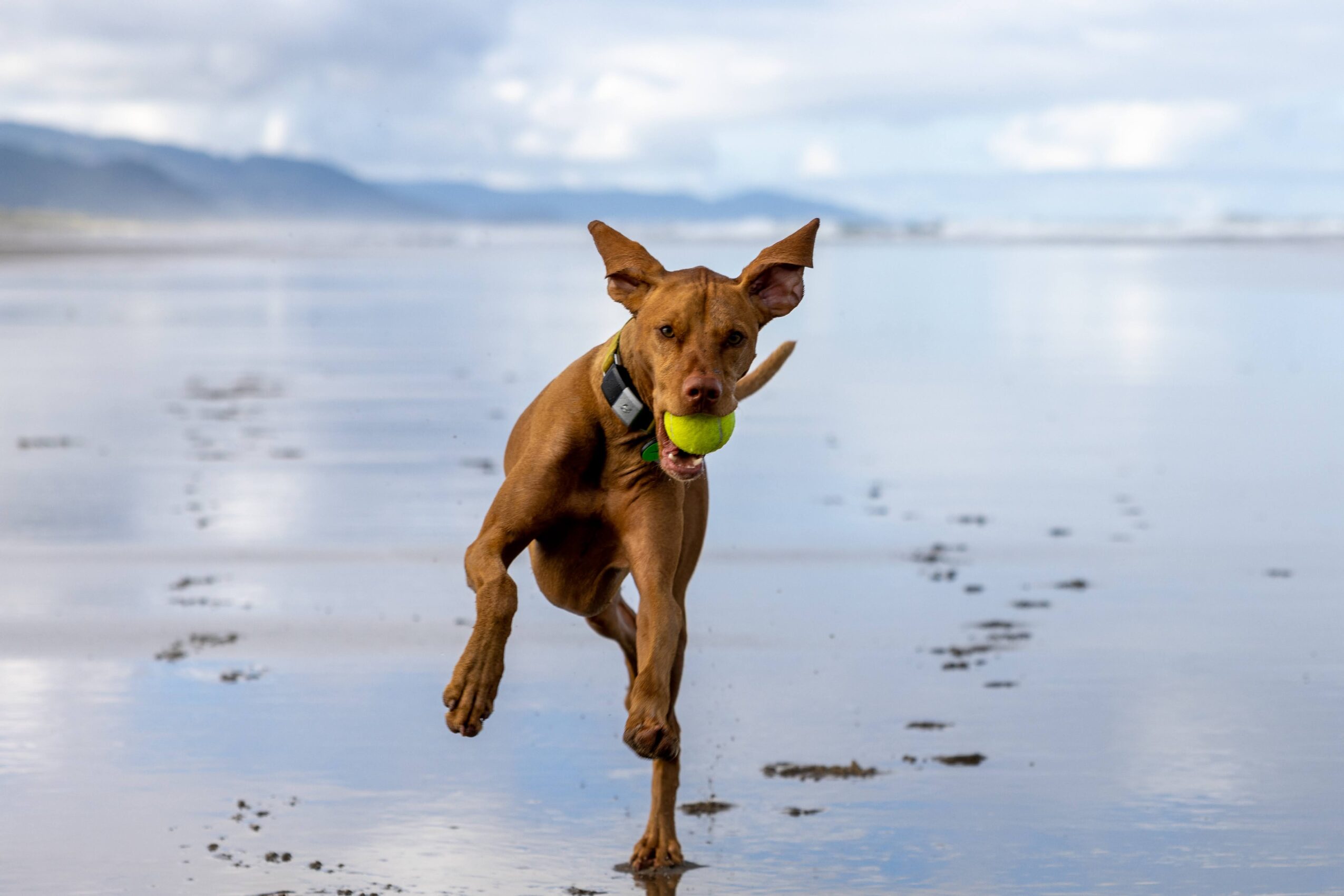 Dog running on wet beach holding a green tennis ball in its mouth, with water and sky in background.