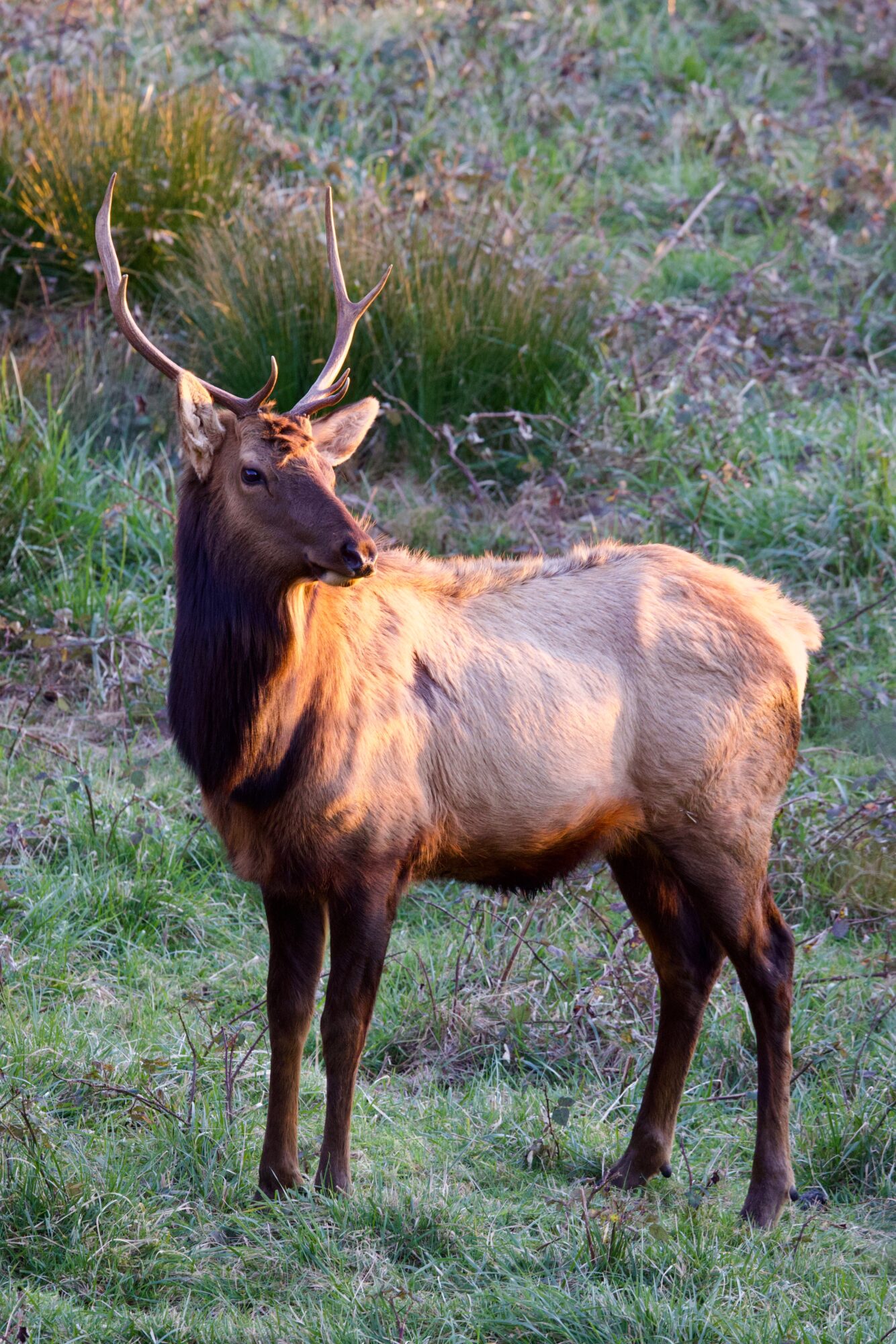 A large elk with antlers standing in a grassy field with green and purple vegetation.