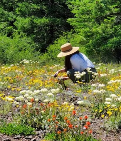 Person wearing a wide-brimmed hat and blue shirt crouching in a colorful flower field with green trees in background.