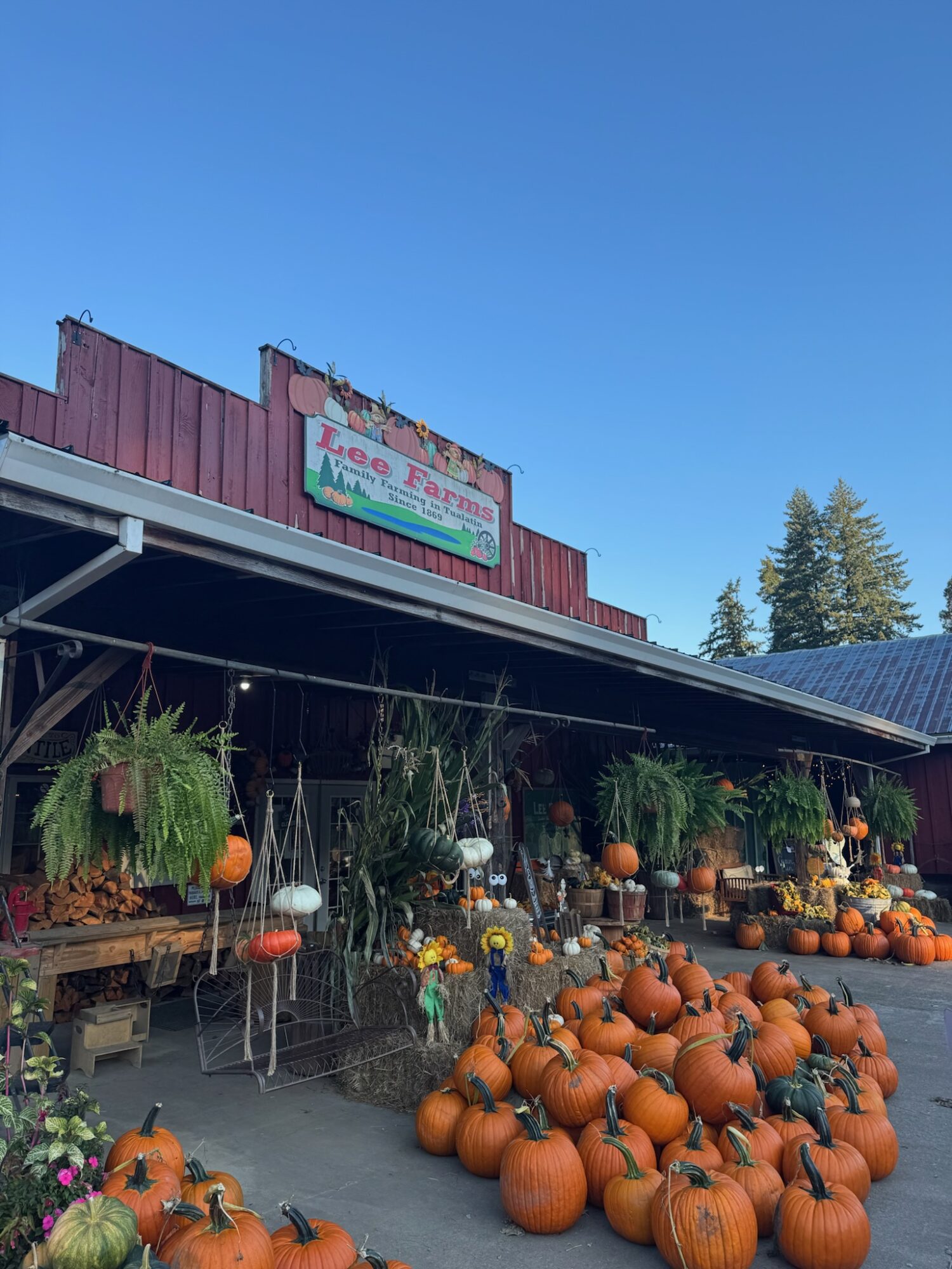 Pumpkins displayed outside a store with plants and decorations, under a blue sky.