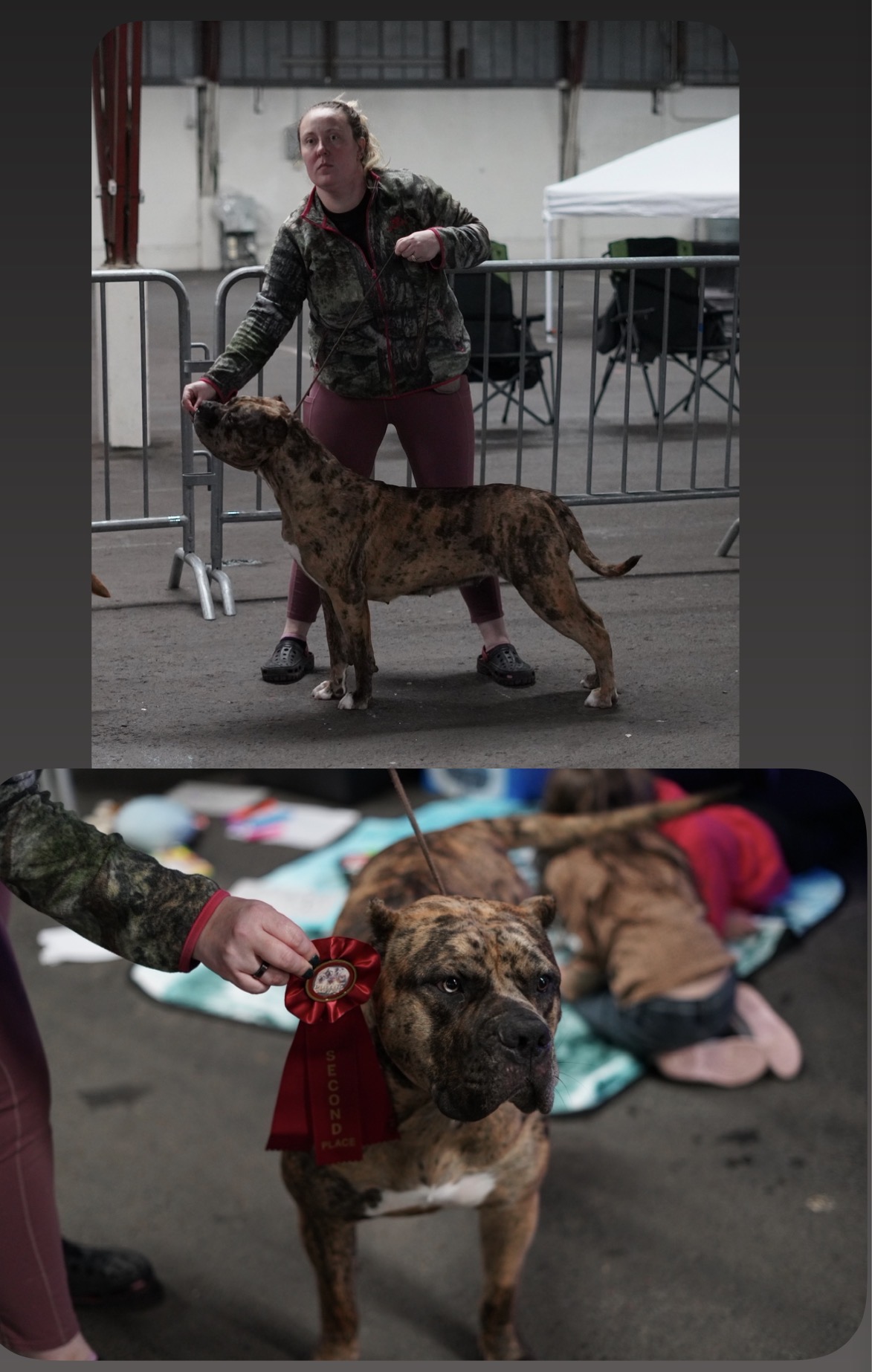 Person with a dog in an indoor setting, metal barriers in background. Another dog with a person in the foreground, people on the floor.