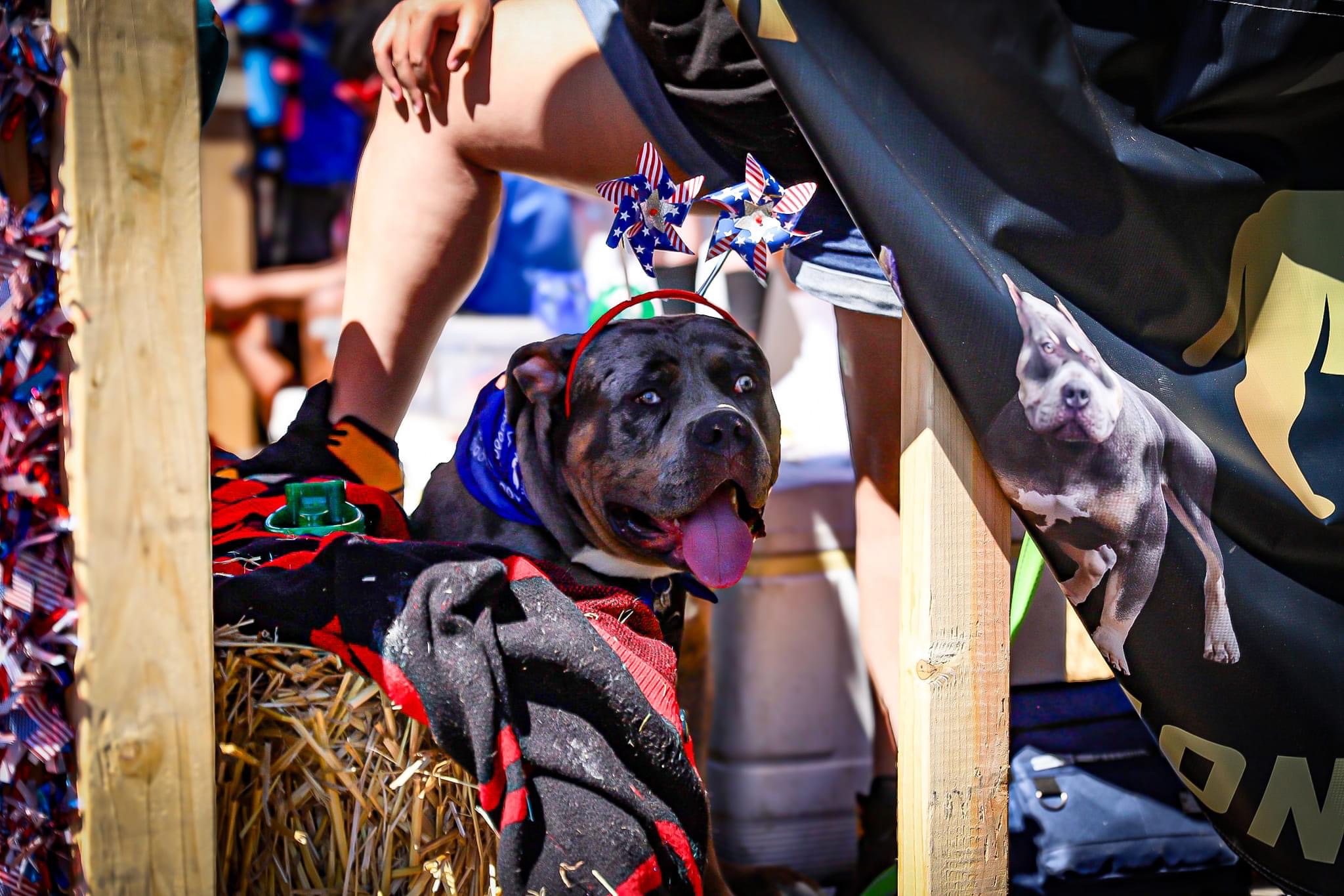 Dog wearing a costume with a headband and pinwheels, sitting outdoors near a person and a poster of a dog, with straw on the ground.
