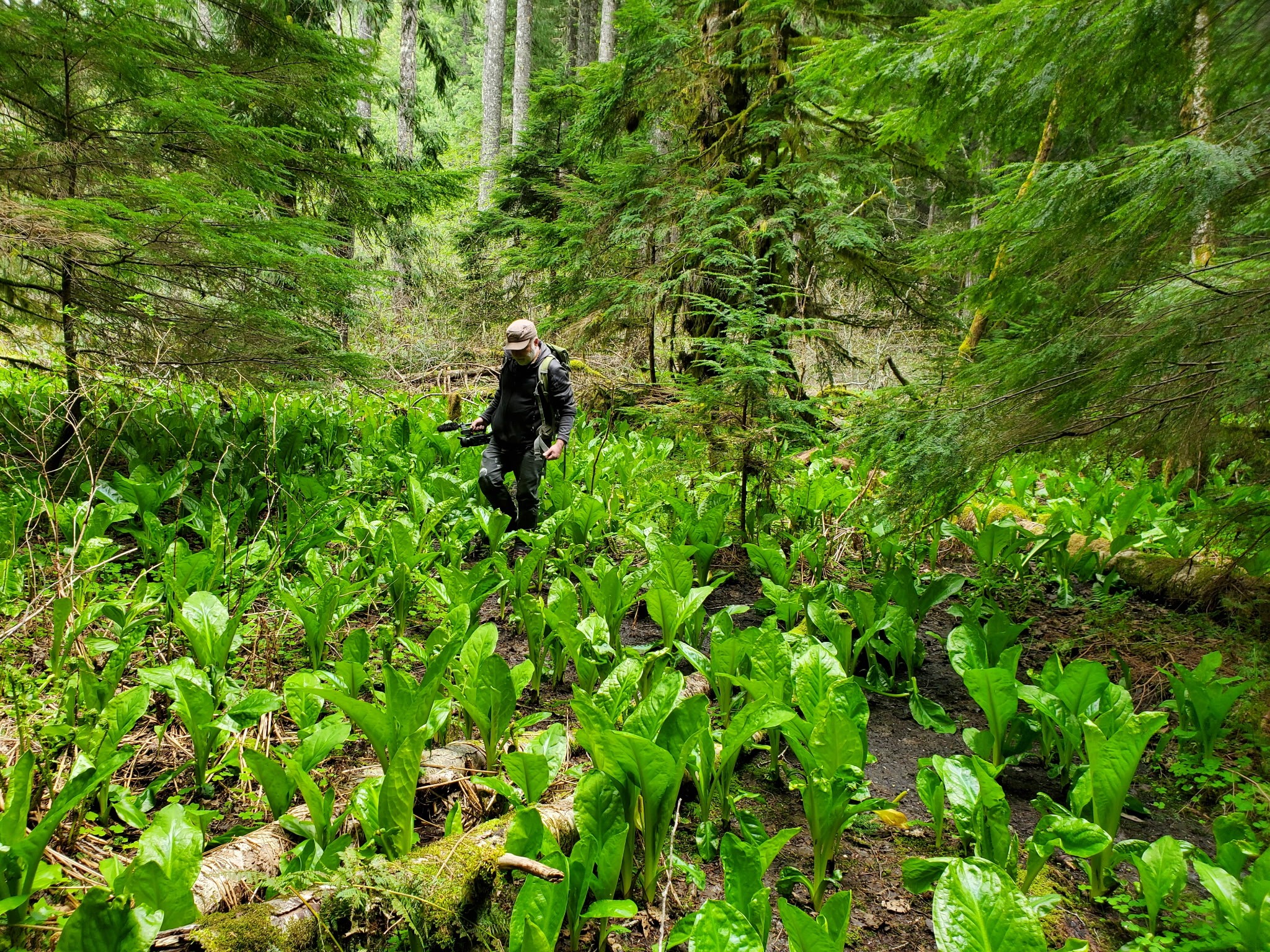 Person walking through a lush green forest with dense trees and plants, surrounded by vibrant foliage.