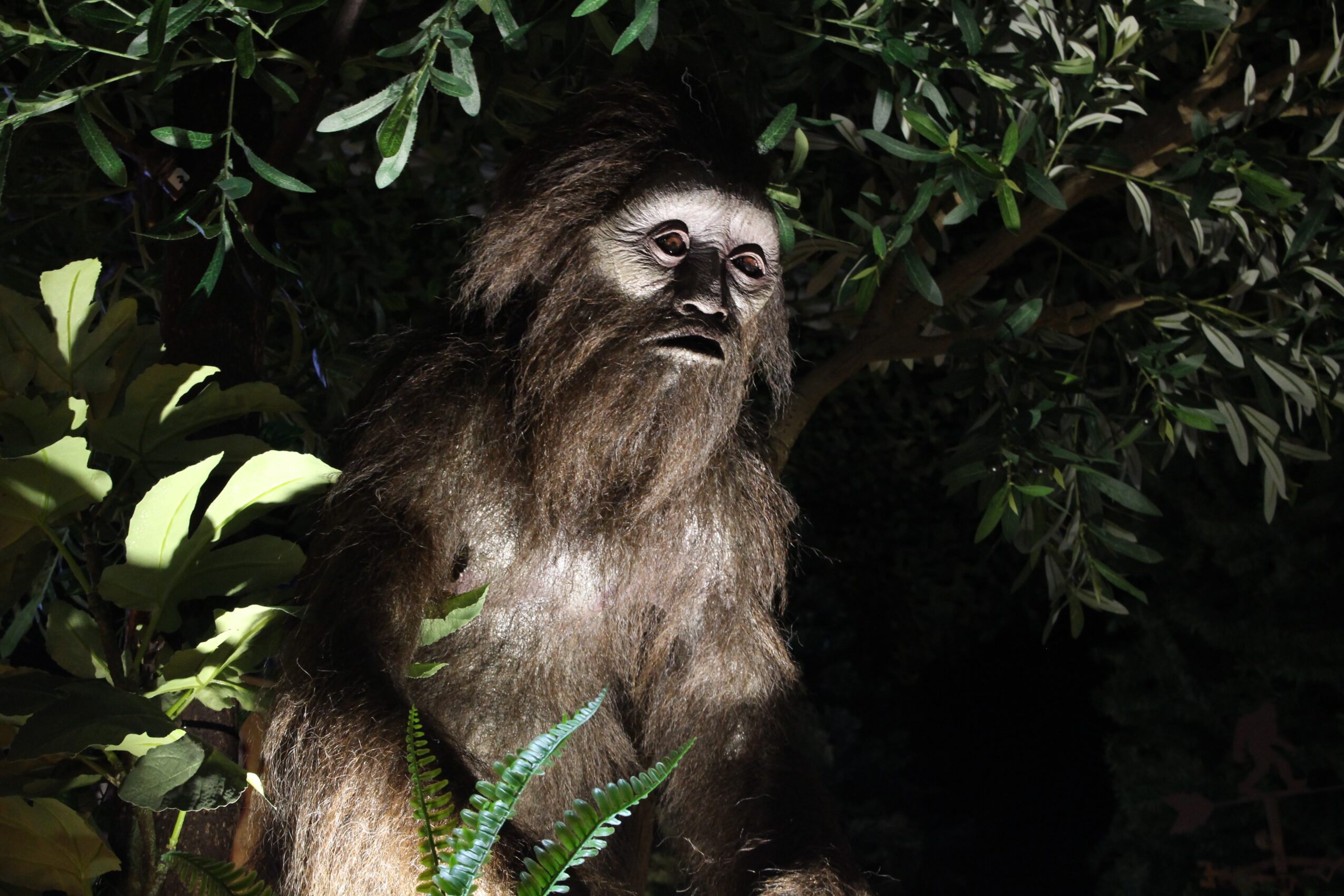 A primate with long hair and a beard, surrounded by dark foliage, looking to the side in a natural environment.