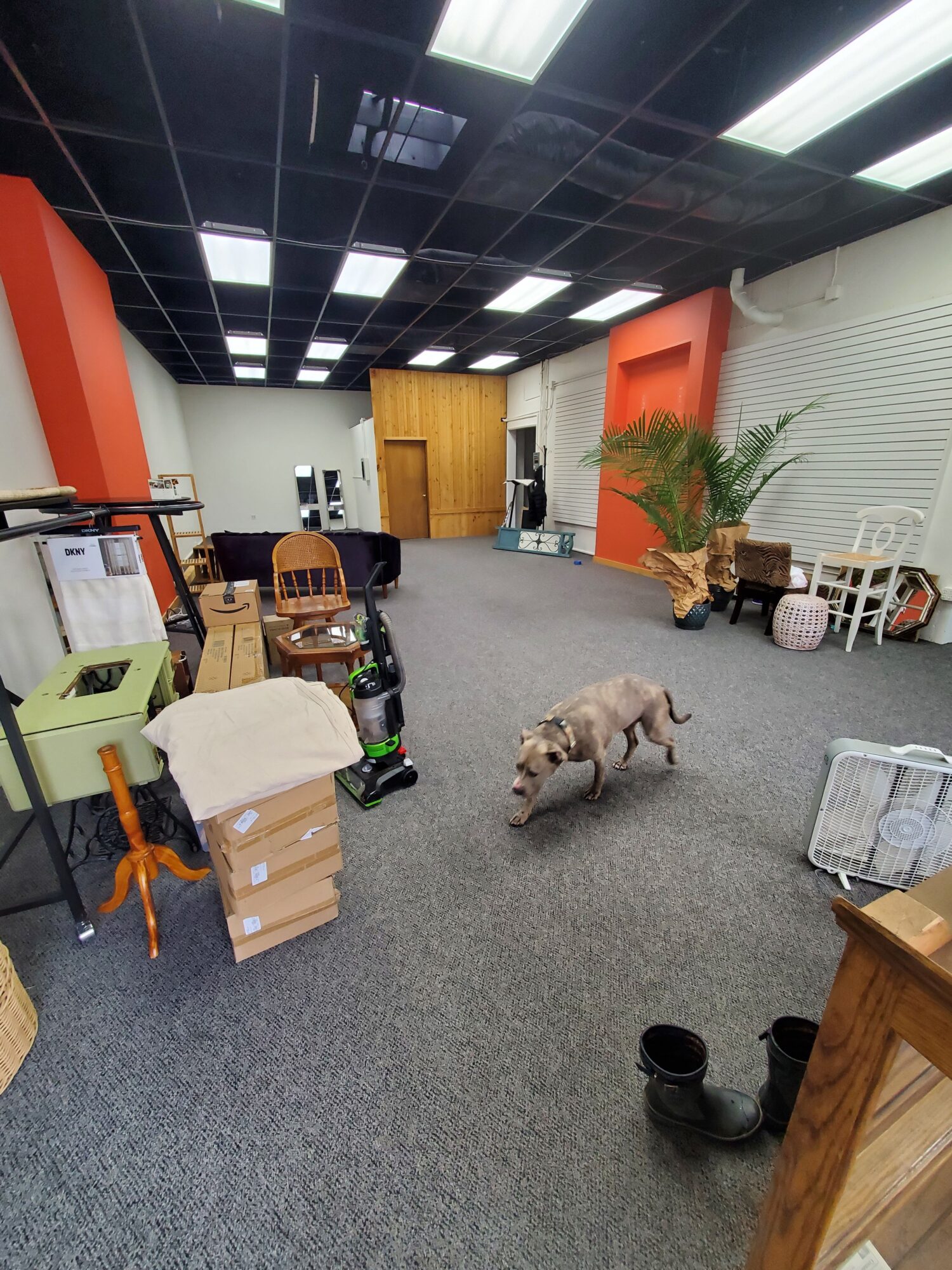 A small dog lying on a gray carpeted floor in a room with furniture and a dog toy. A plant and storage baskets are visible.